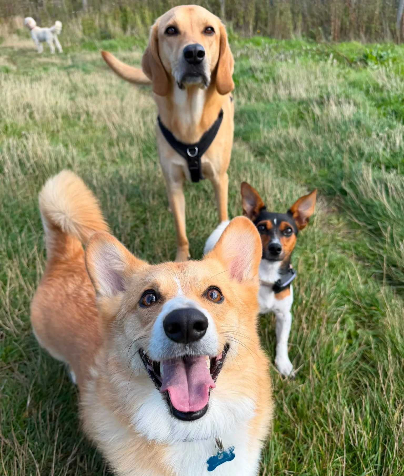 Only one of them can see the biscuits 🍪😂 #guesswho #sociablehounds