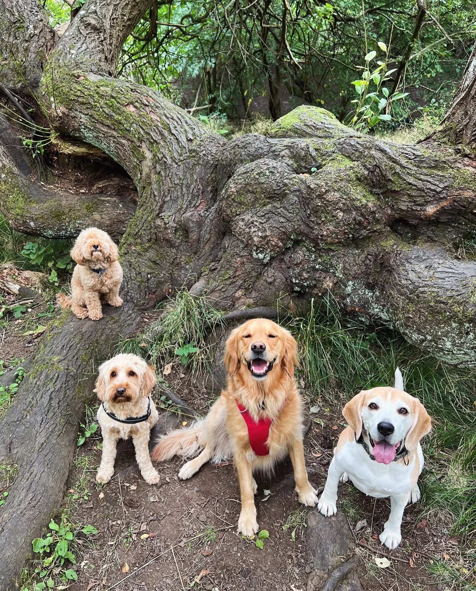 Dogs on logs 🪵🌲😆