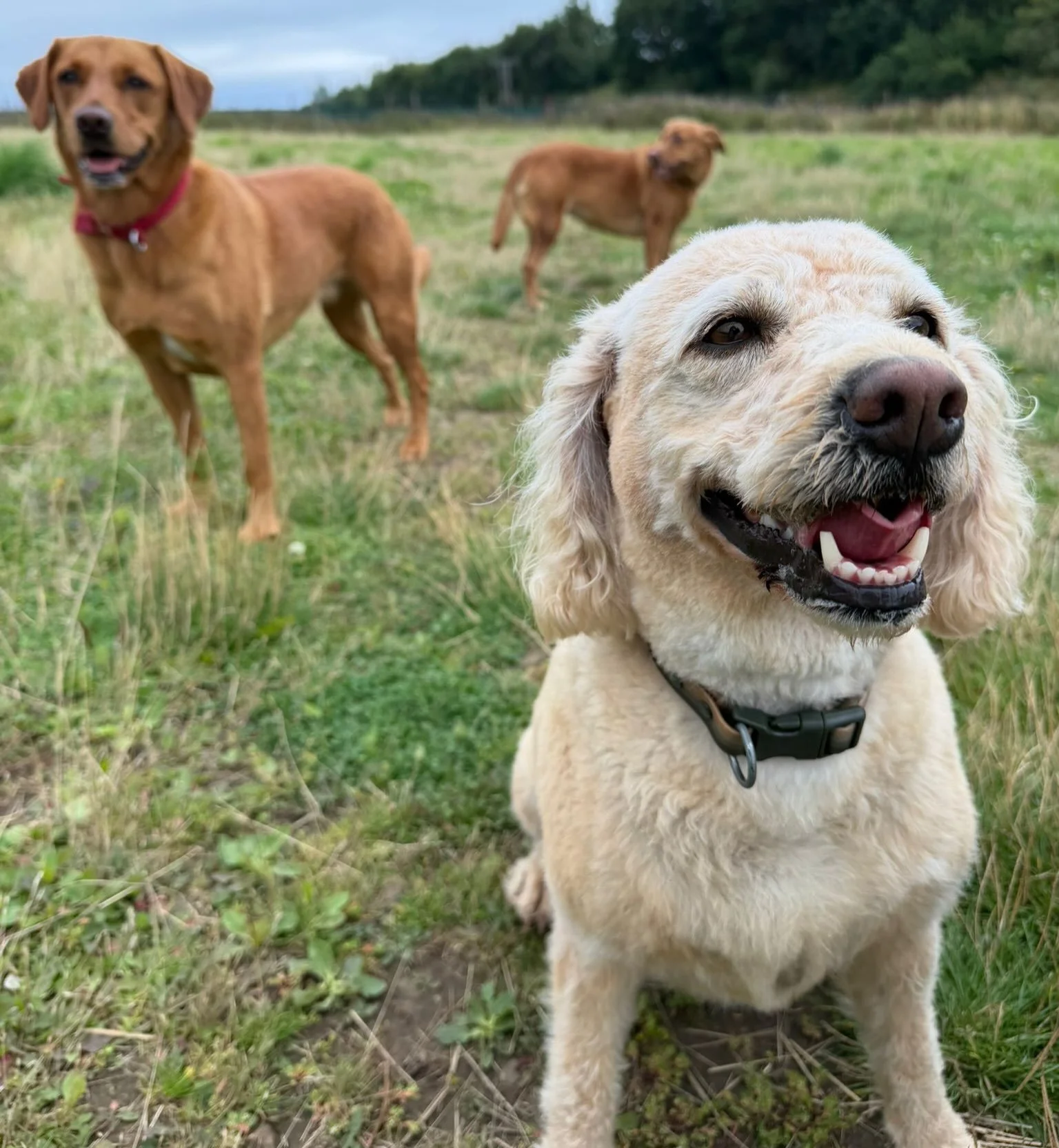 Happy Friday!! 😁 #sociablehounds