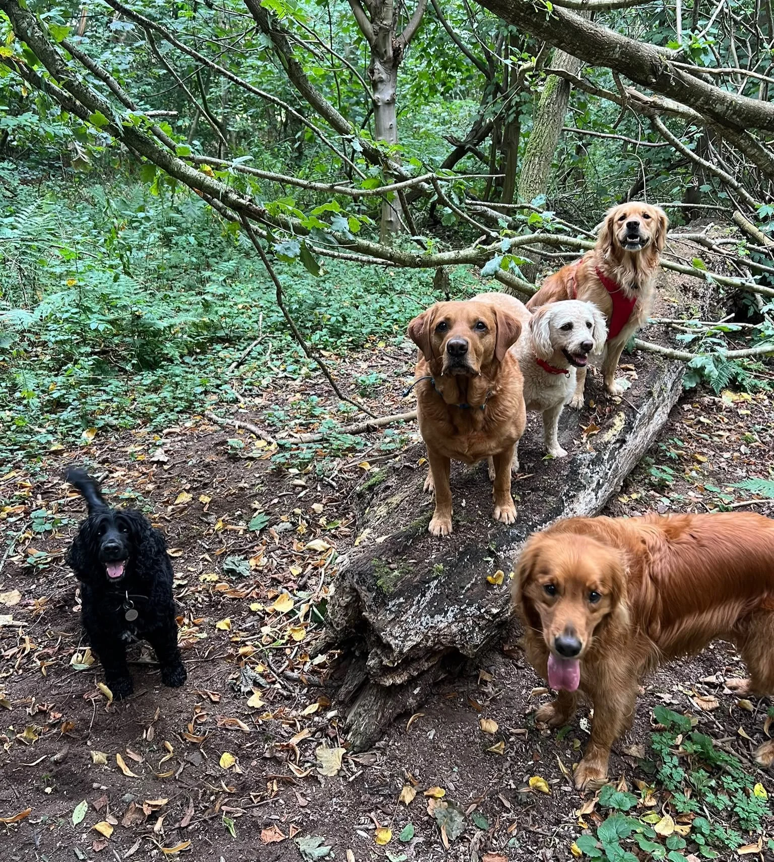 Friday squad ☔️ #happyweekend #sociablehounds