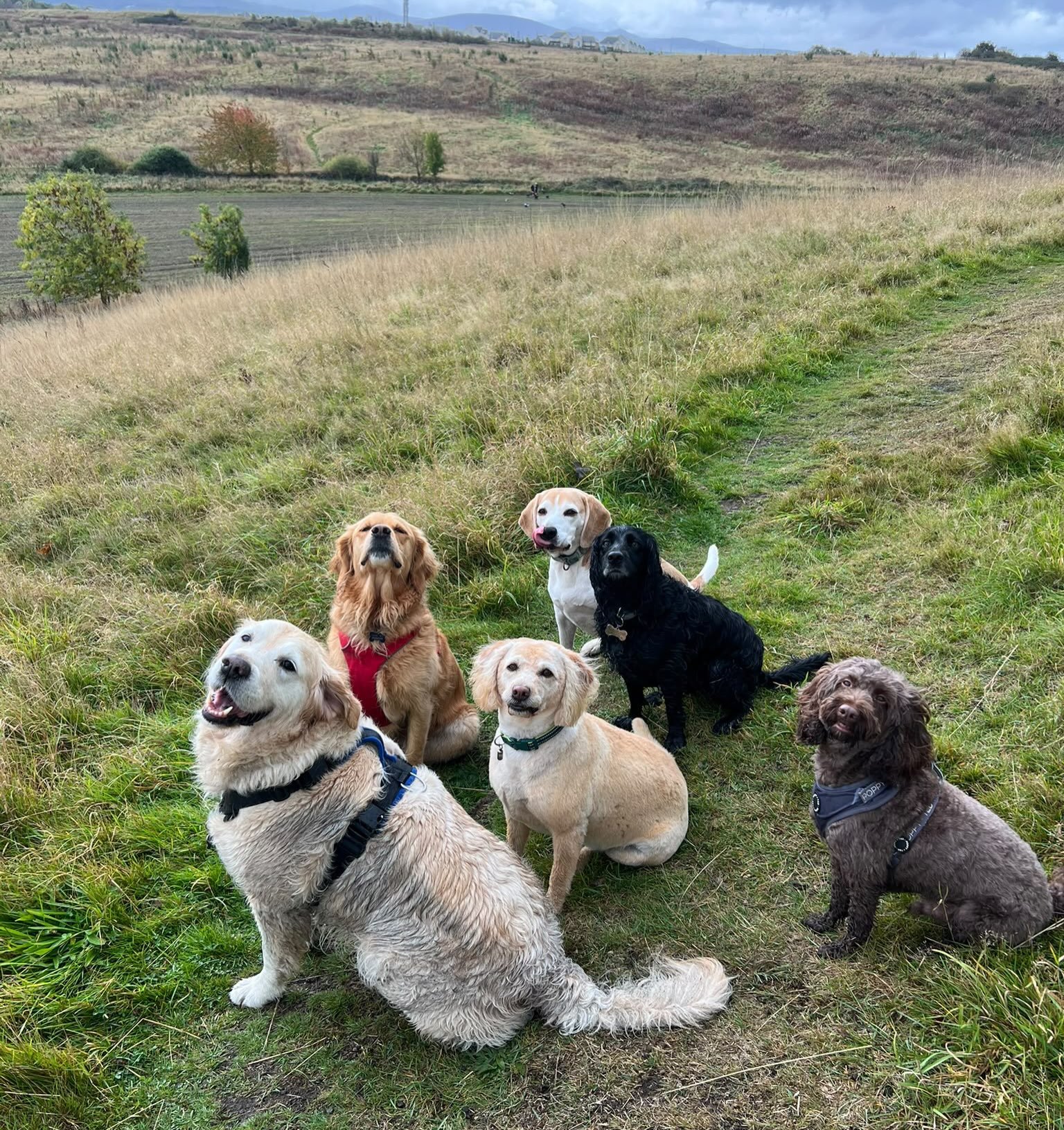Tuesday gang ✌🏻 #sociablehounds