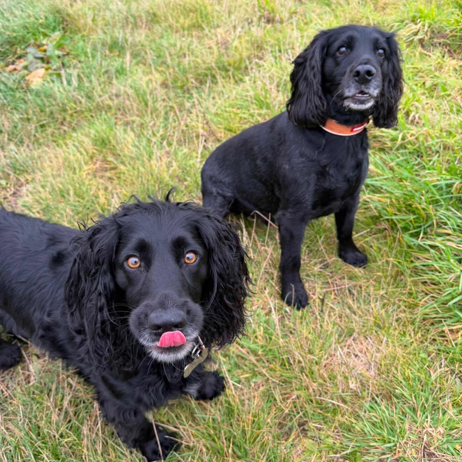 Double trouble 🤪🌪️ #cockerspaniel #sociablehounds