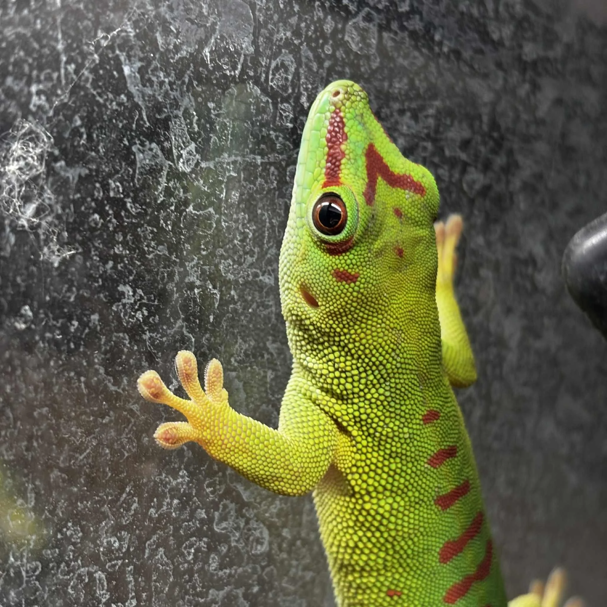 High Red Madagascan Giant Day Gecko For Sale - Male