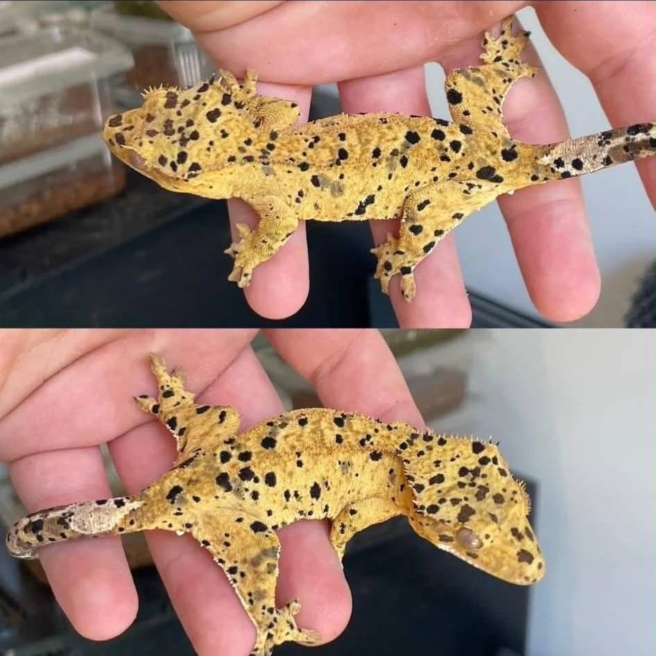 Superdalmatian Crested Gecko For Sale - Sub-Adult Female