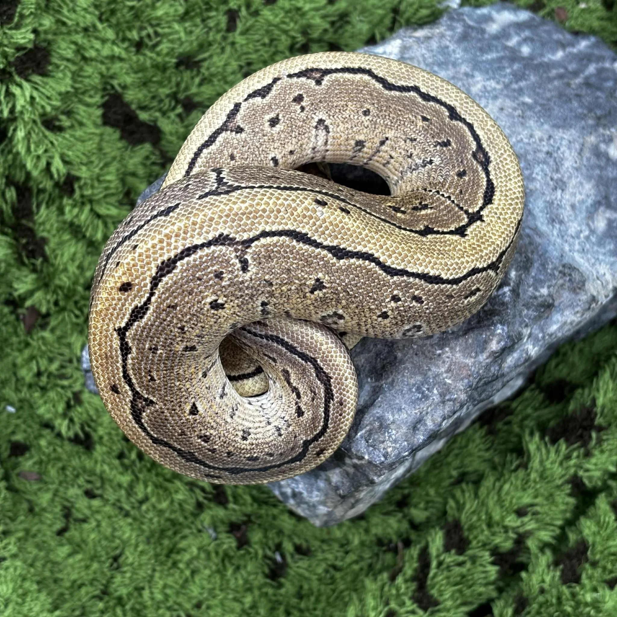 Pinstripe Ball Python For Sale - Female