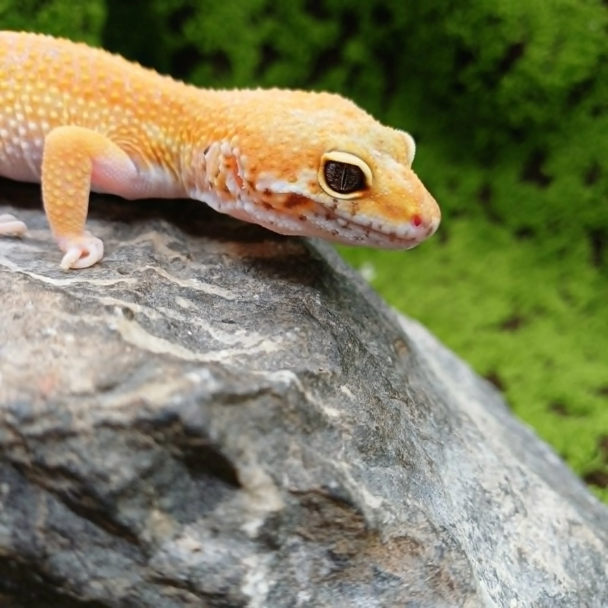 Female Leopard Gecko For Sale - Super Hypo Tangerine