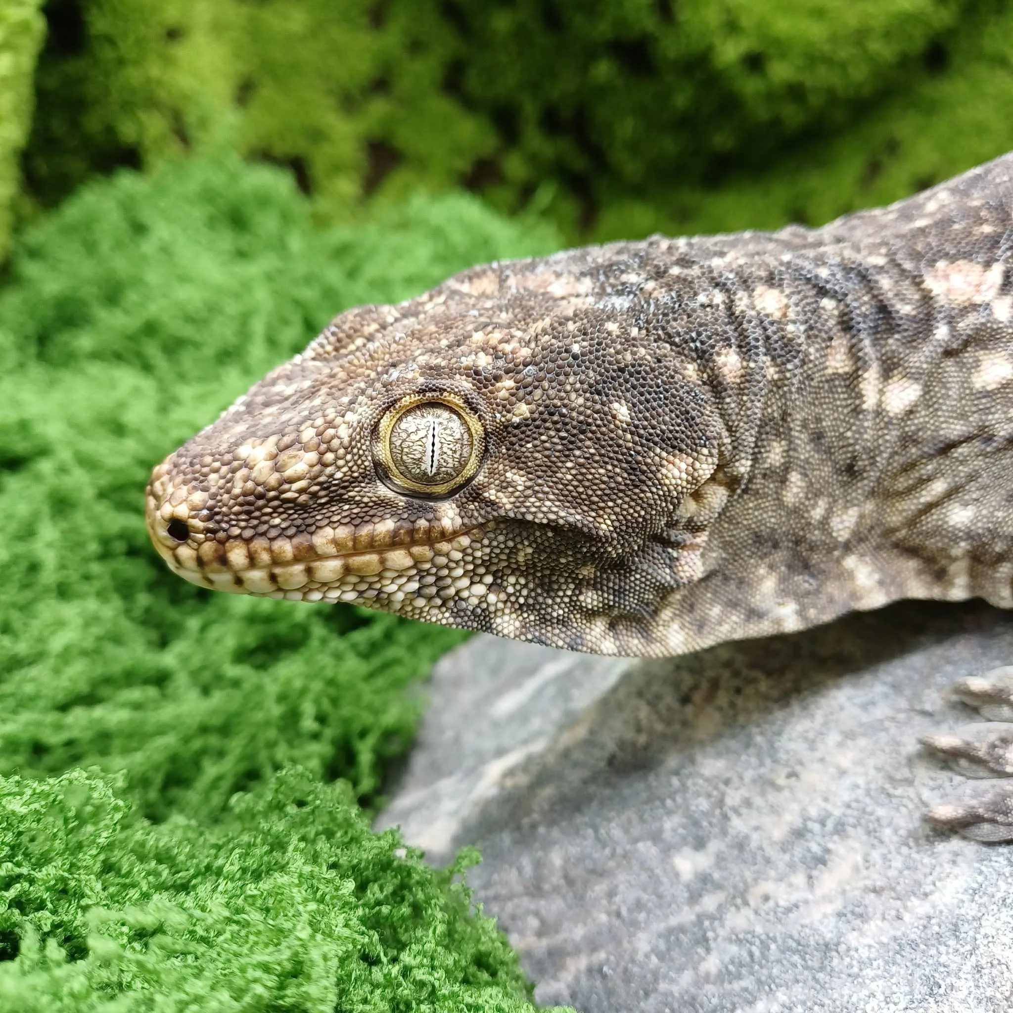 Male Leachianus Giant Gecko For Sale - Moro