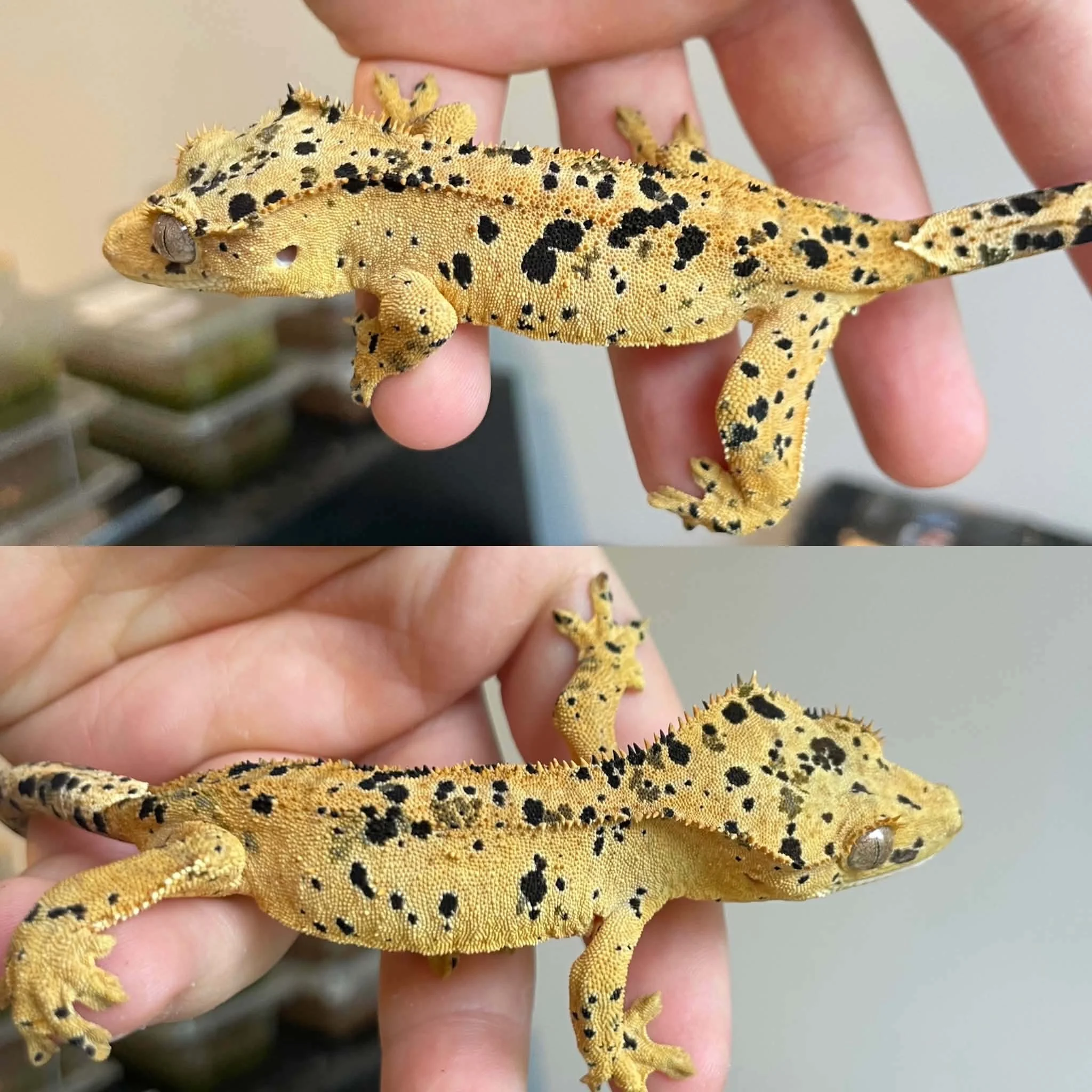 Superdalmatian Crested Gecko For Sale - Juvenile Female