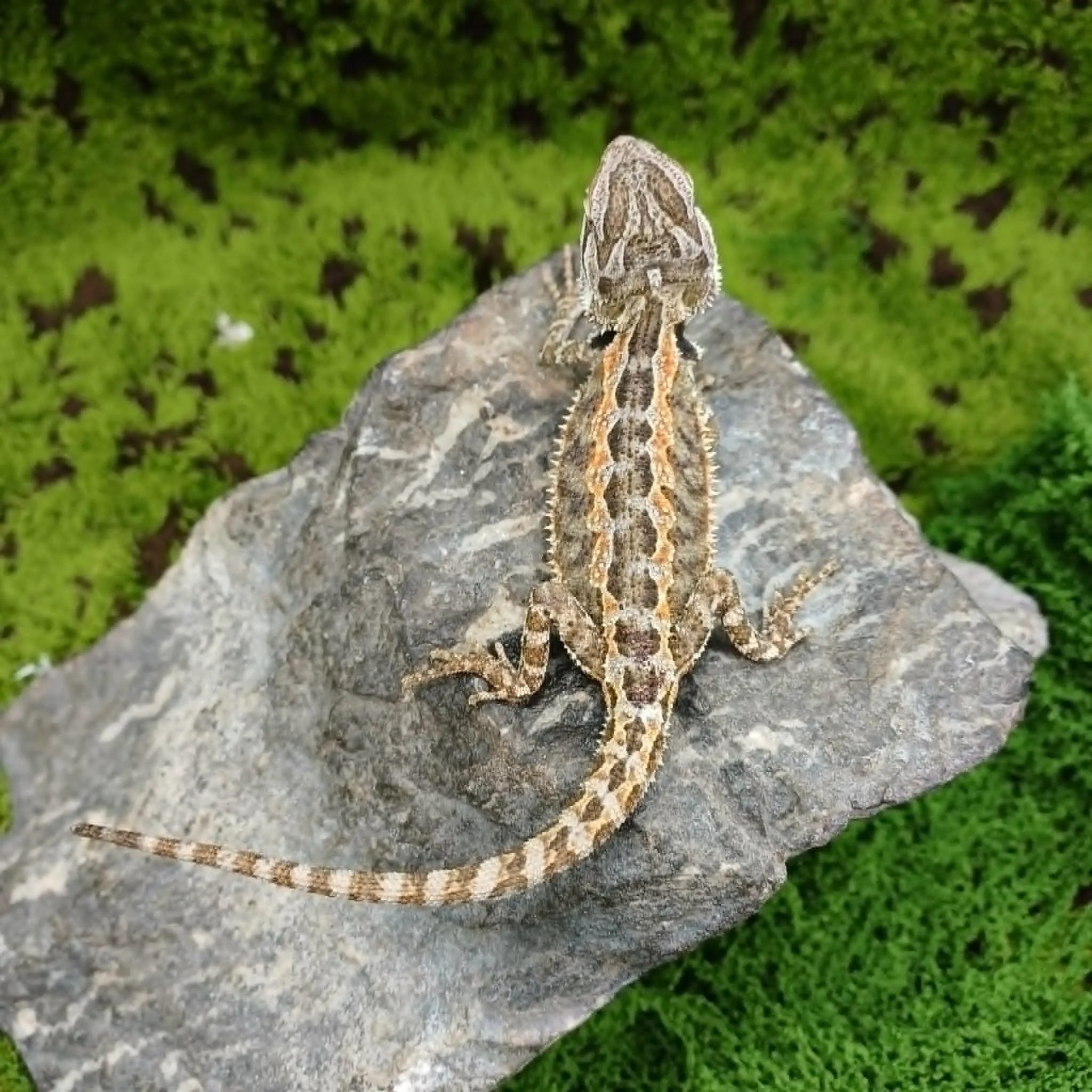 Baby Bearded Dragon For Sale - Tiger