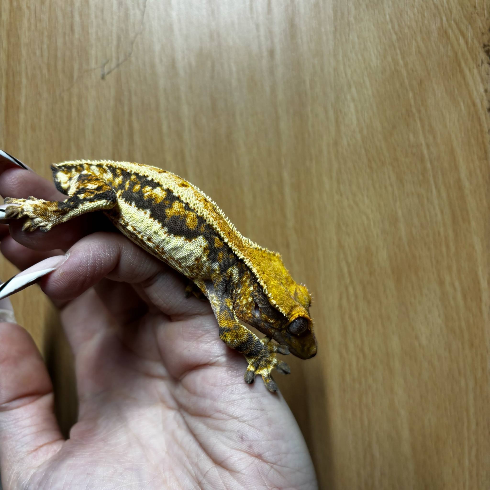 Tri-coloured Lilly White Crested Gecko For Sale - Male