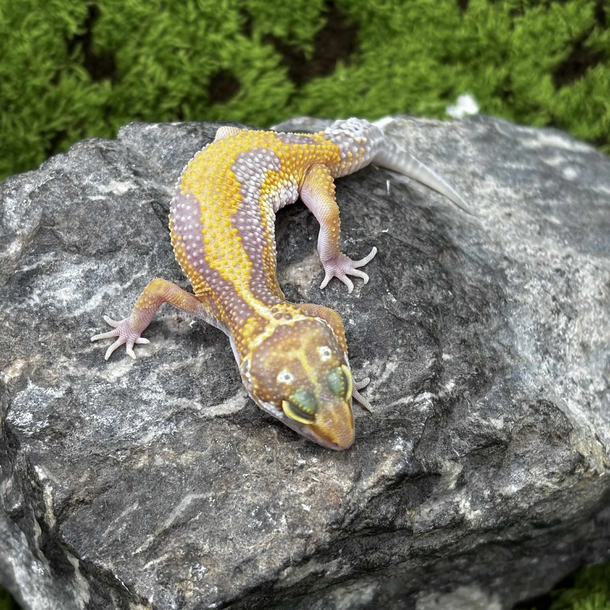 Baby APTOR Leopard Gecko For Sale