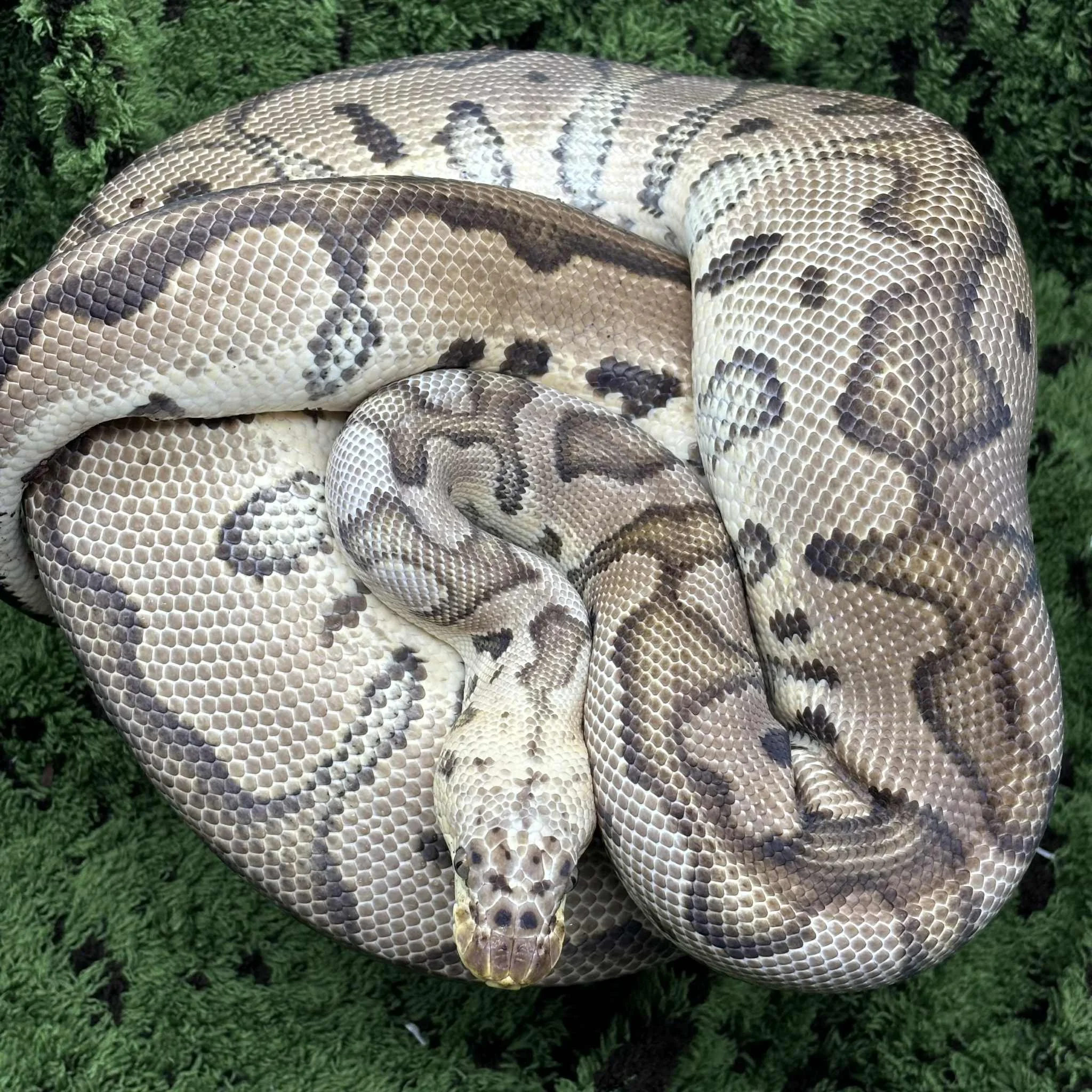 Pastel Clown Royal Python For Sale - Female
