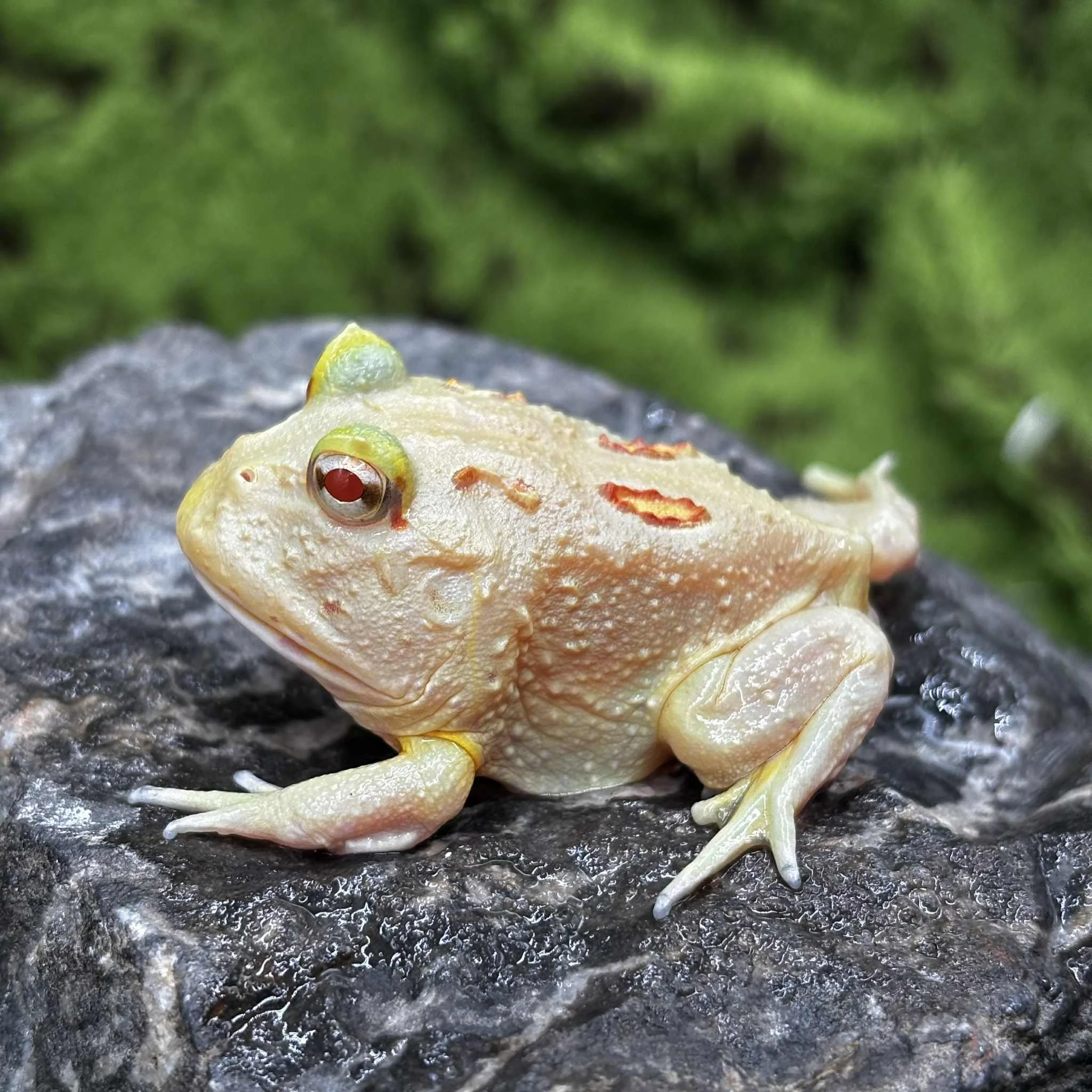 Lime Green Pacman Frogs For Sale