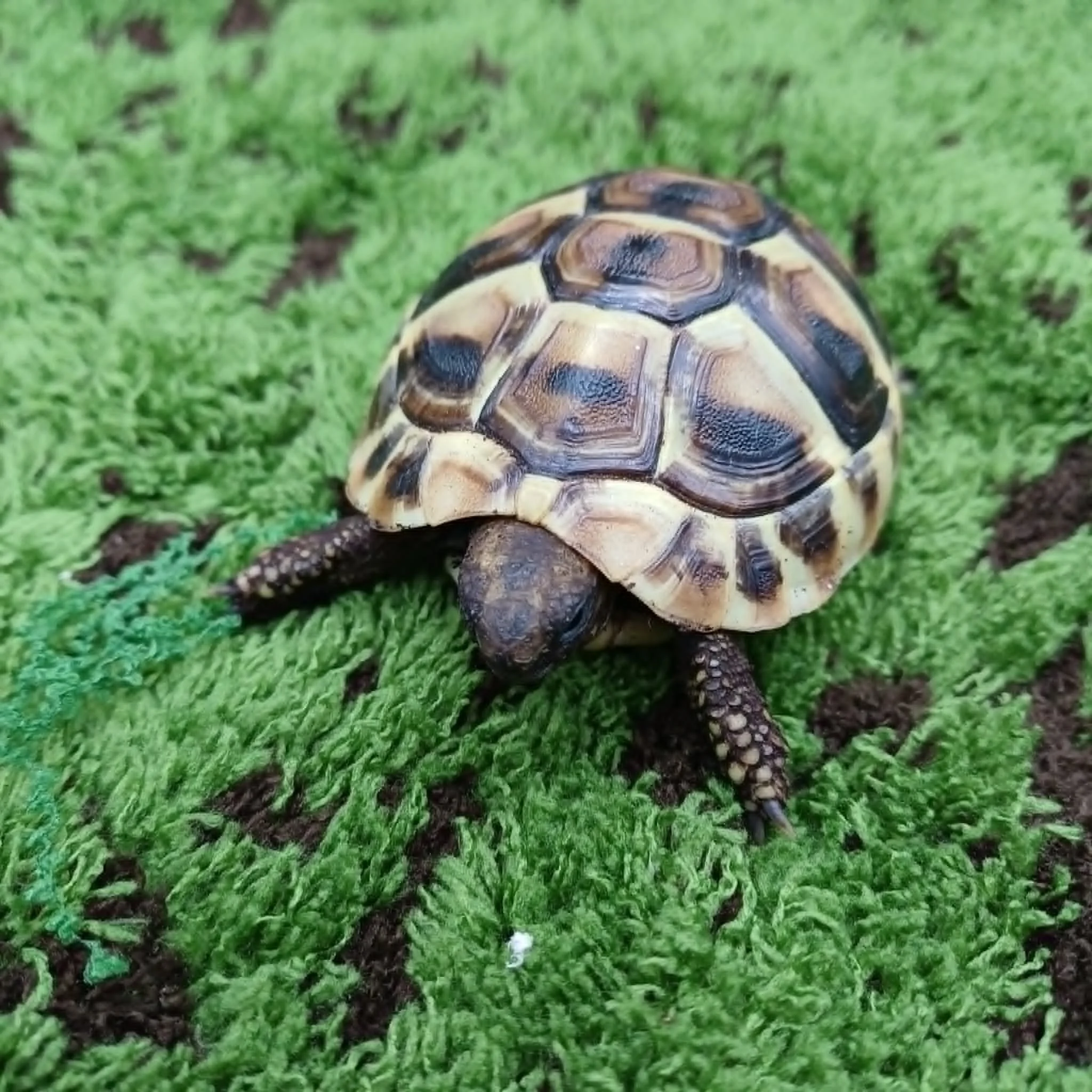 Baby Hermann's Tortoise For Sale