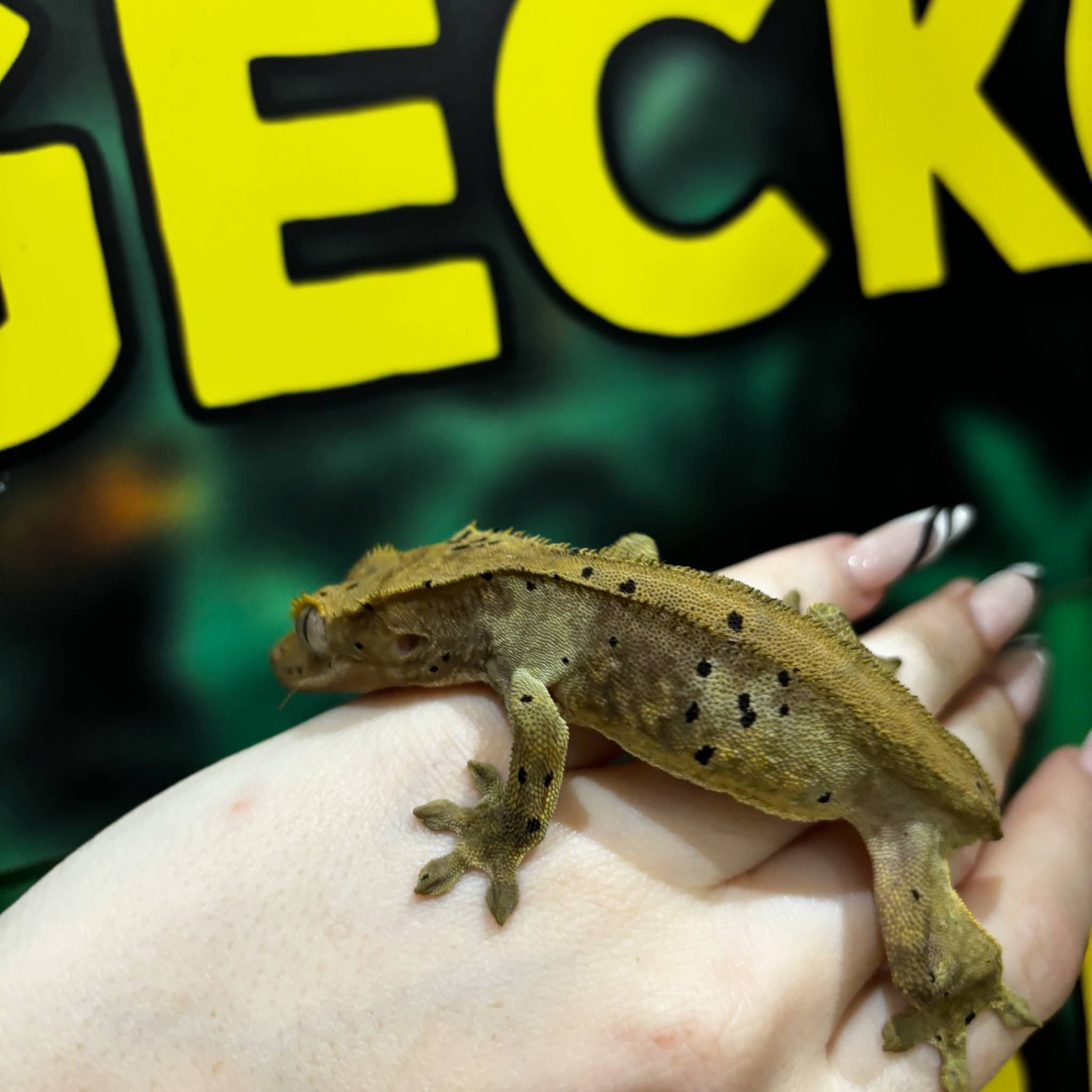 Male Dark-Based Dalmatian Crested Gecko For Sale
