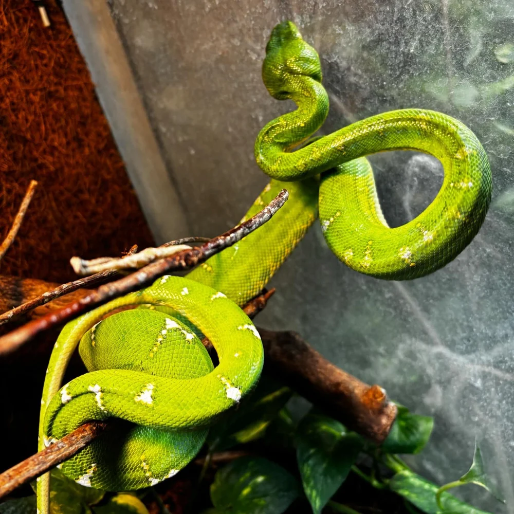 Emerald Tree Boas For Sale - Northern Pair