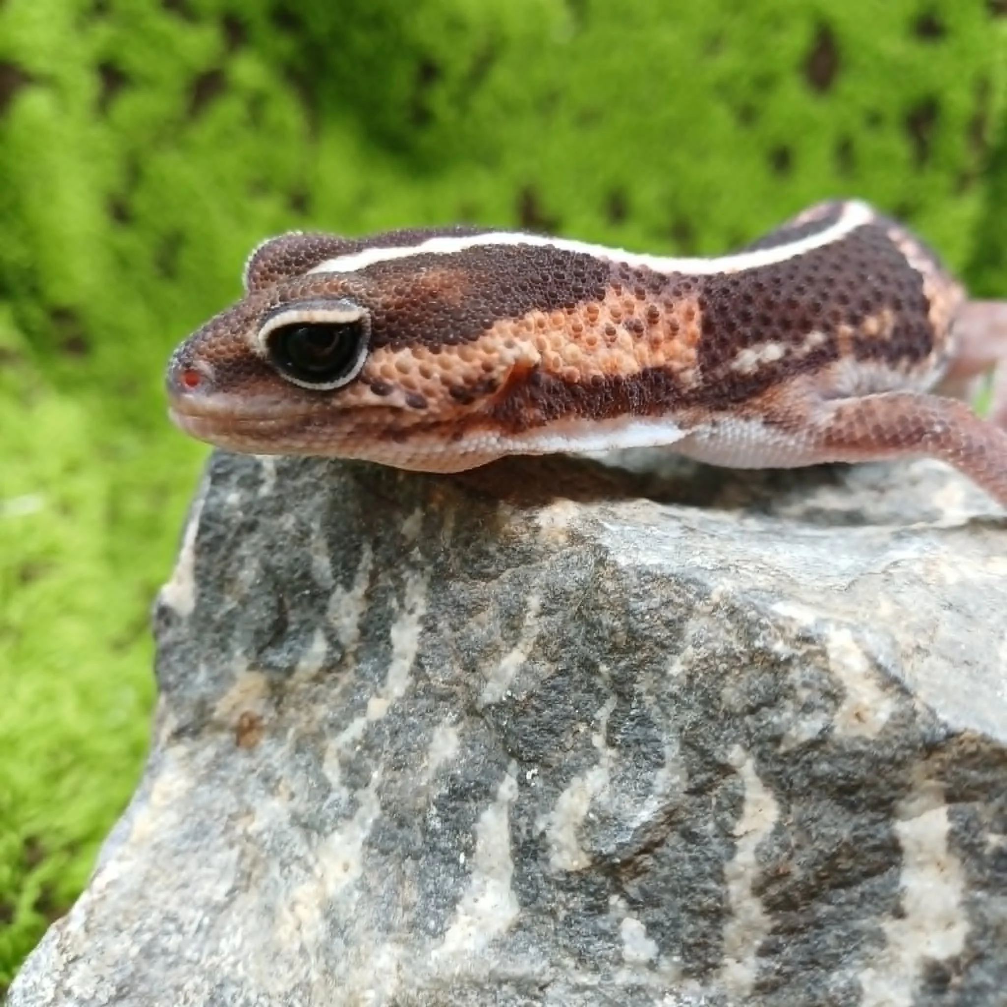 African Fat-Tailed Gecko For Sale - Stripe Female