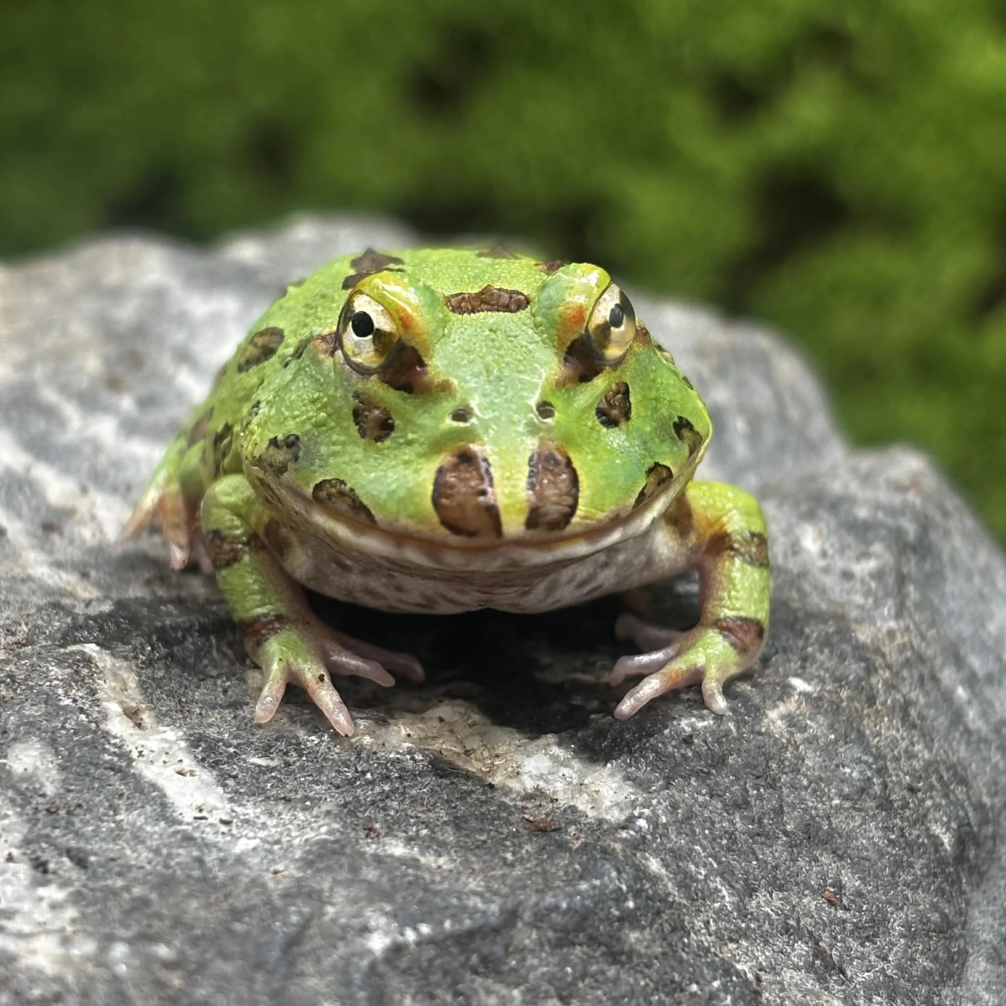 Green Pacman Frog For Sale