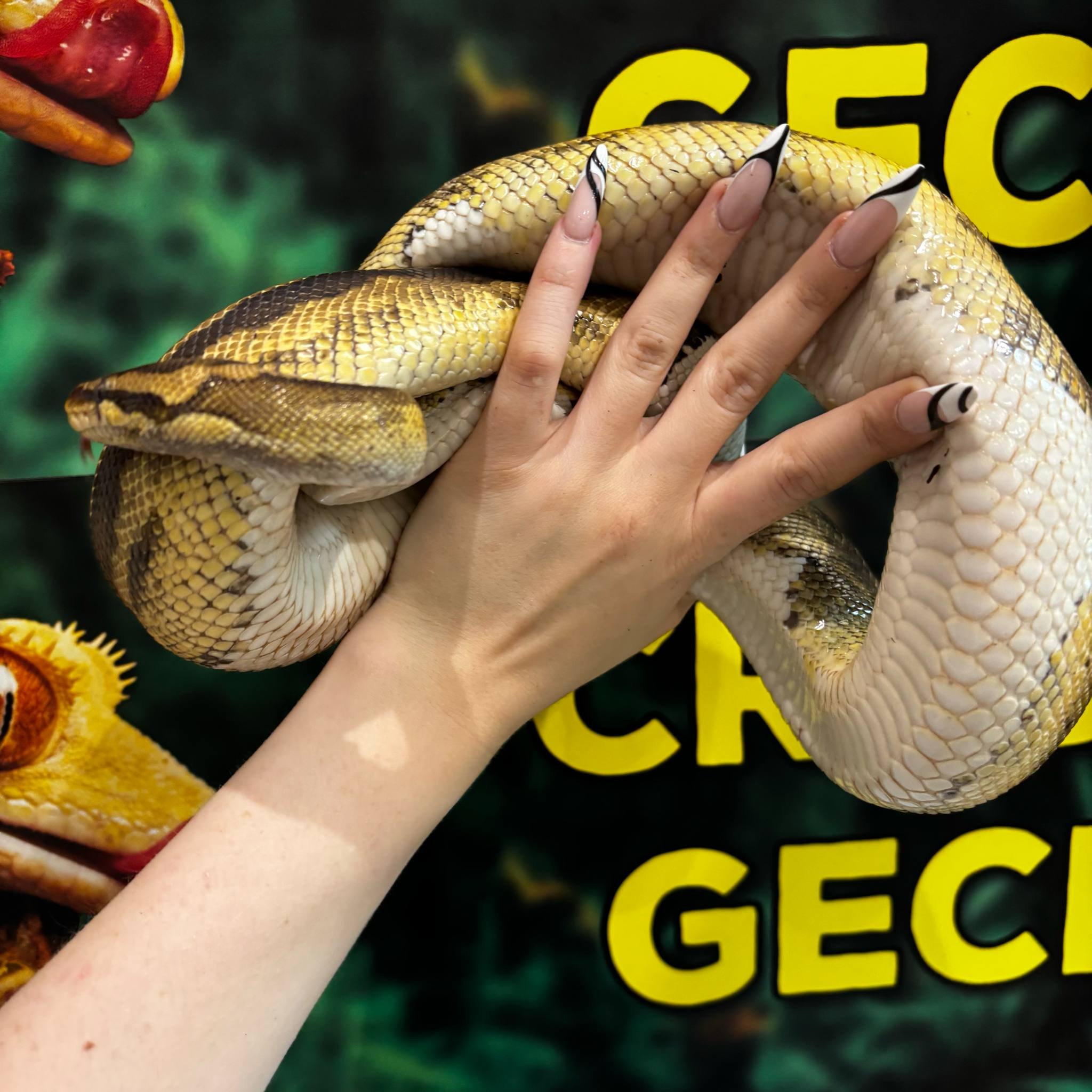 Proven Breeder Pied Female Royal Python For Sale