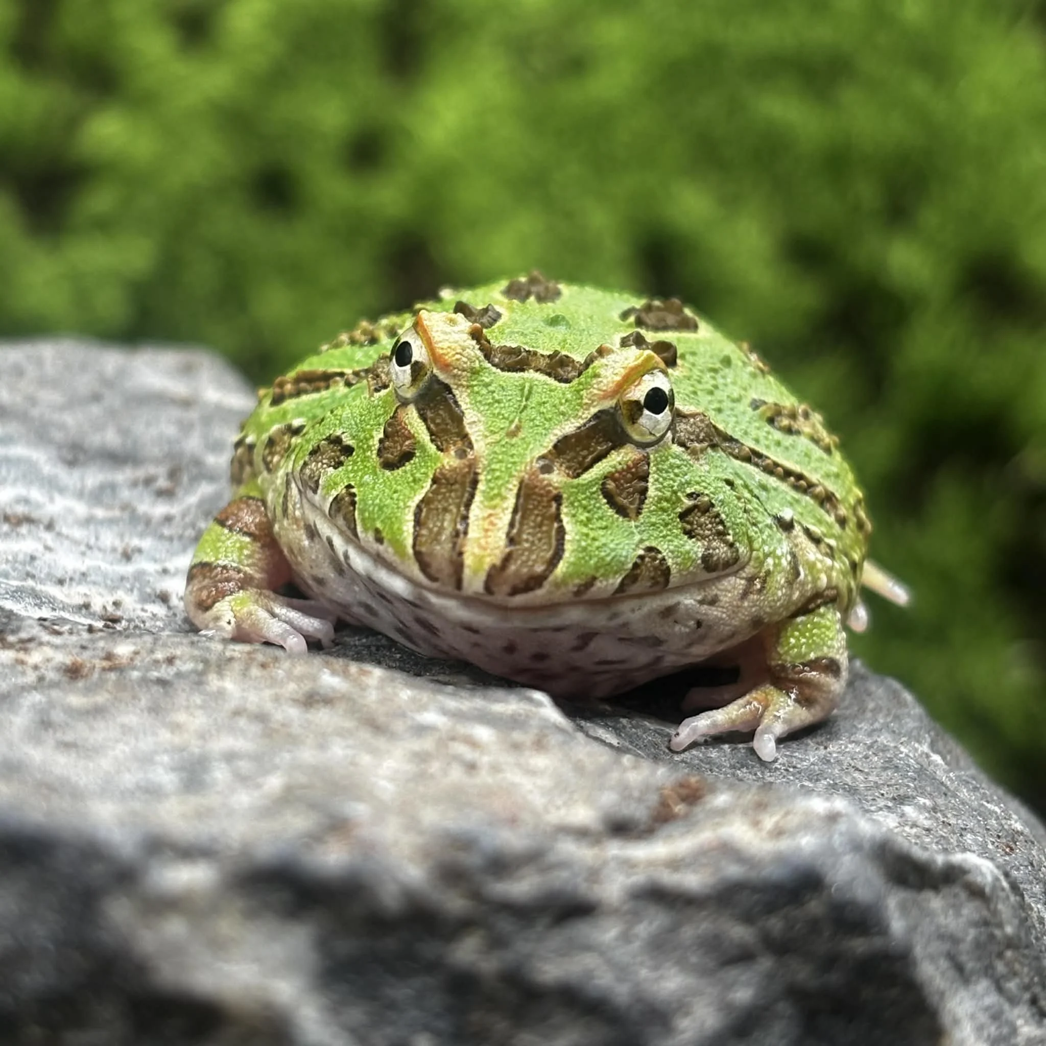Green Pacman Frog For Sale
