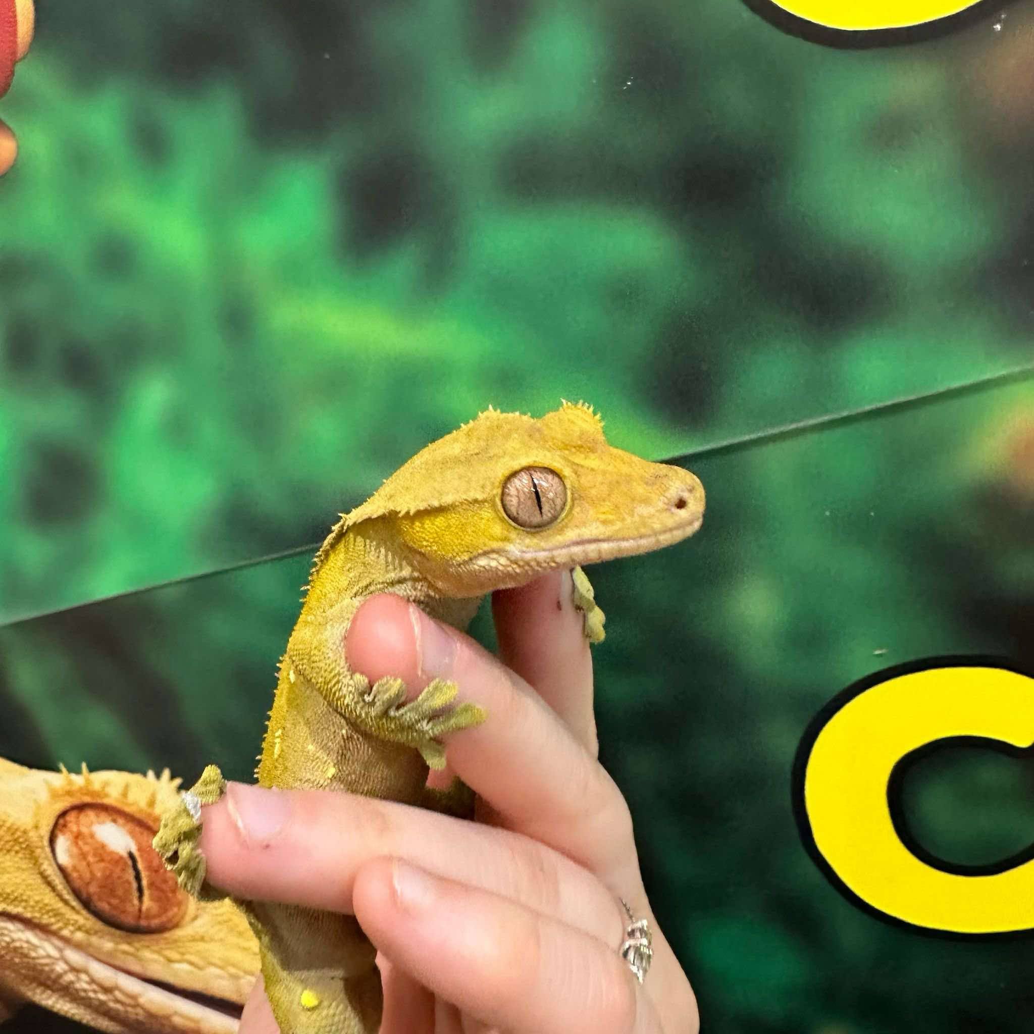 Voodoo Line Dark Patternless Crested Gecko For Sale