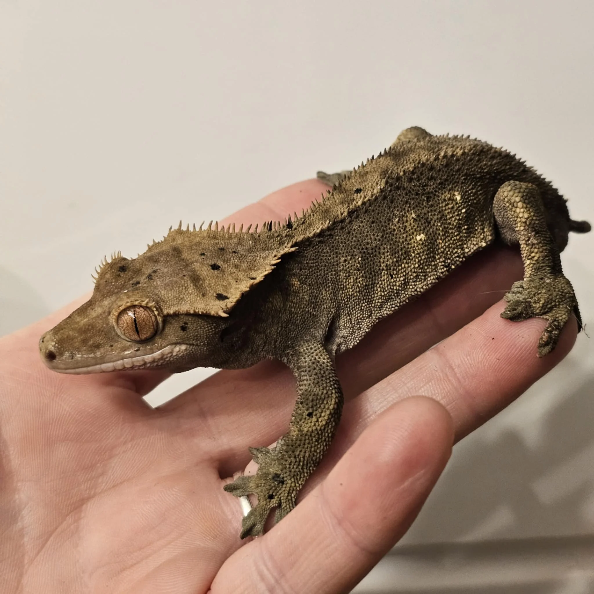 'PondScum' The Crested Gecko For Sale