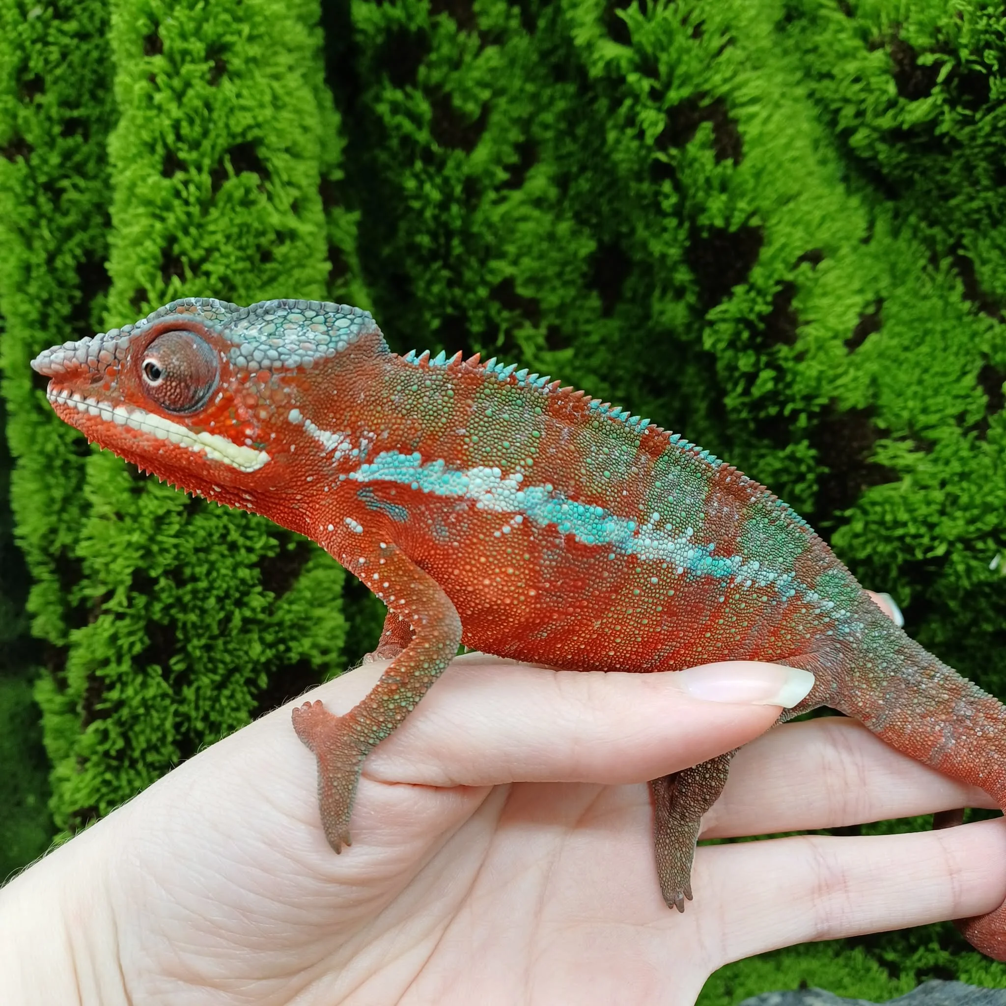 Juvenile Panther Chameleon For Sale - Ambilobe Male