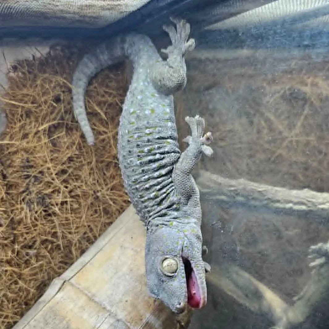 Adult Female Tokay Gecko For Sale - Proven Breeder