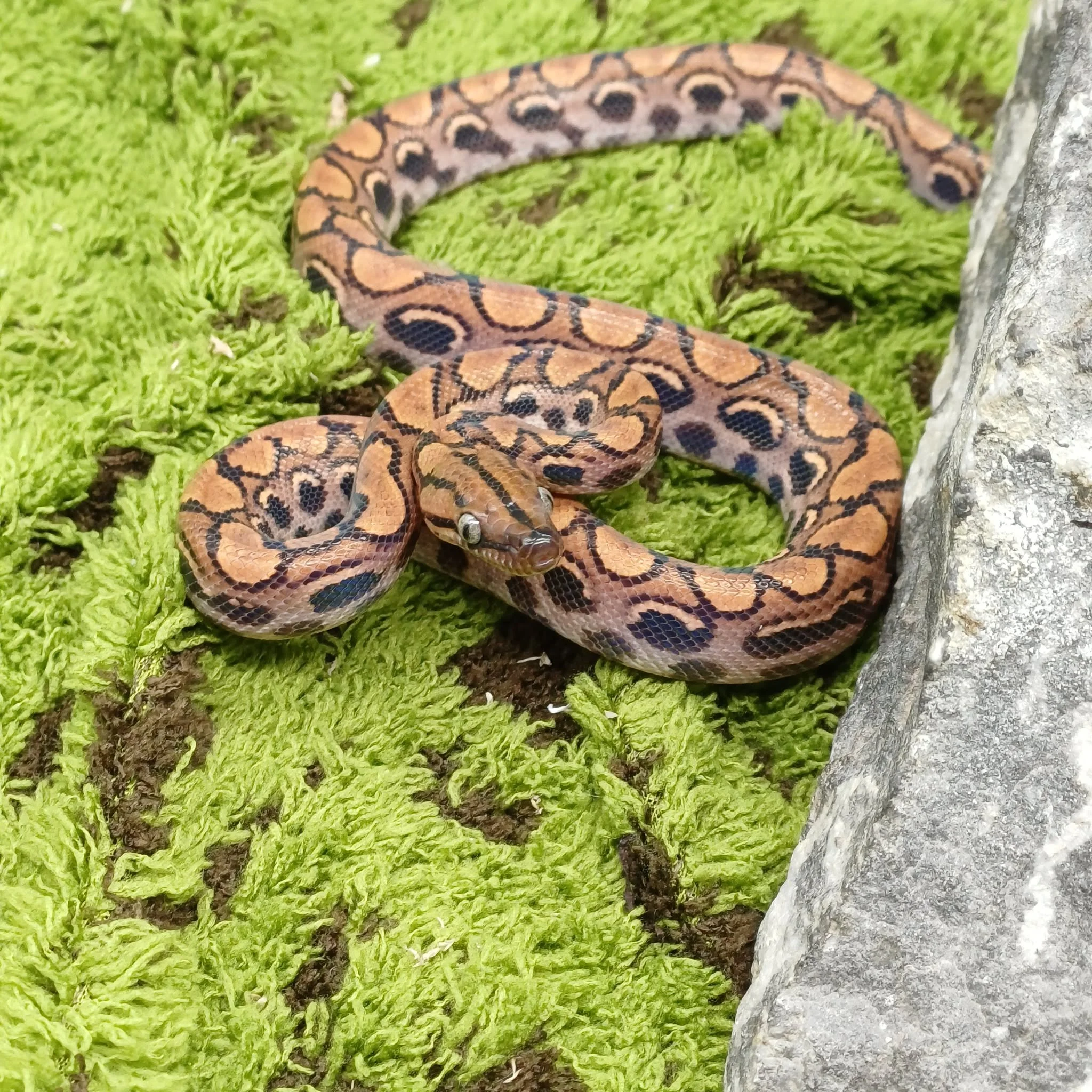 Brazilian Rainbow Boa For Sale - Male
