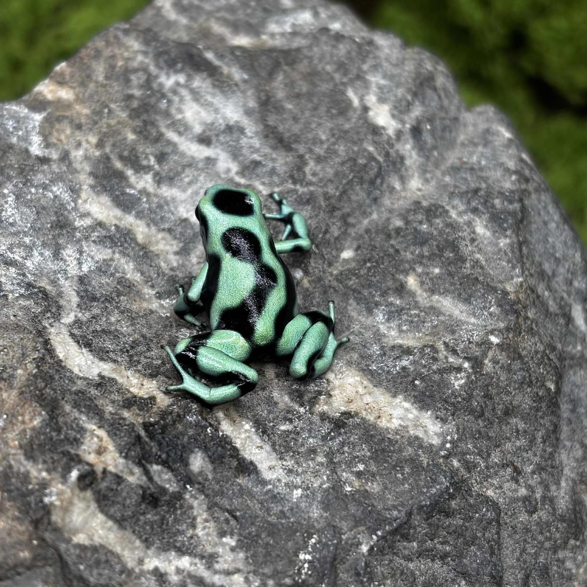 Green and Black Auratus Dart Frogs For Sale