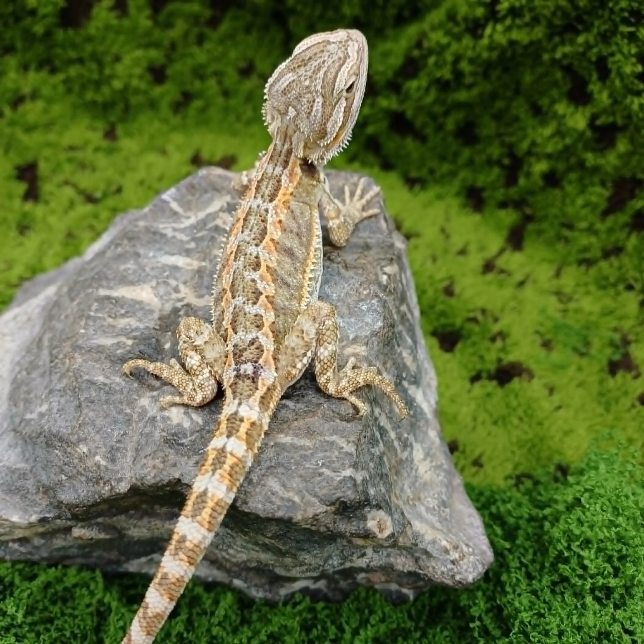 Baby Bearded Dragon For Sale - Tiger