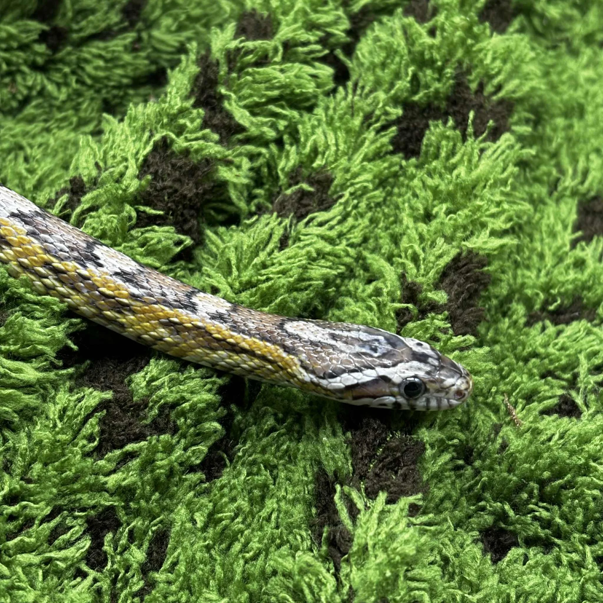 Female Anery Corn Snake For Sale