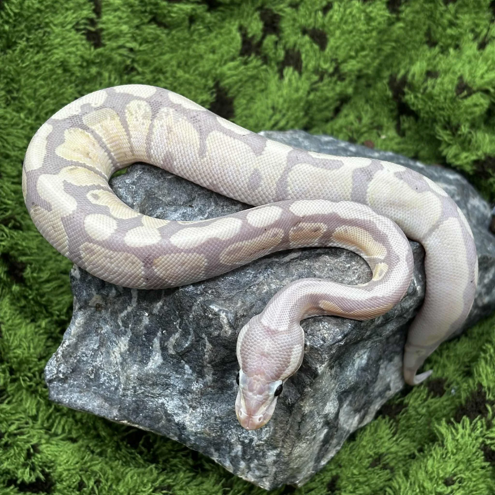 Banana Ball Python For Sale - Female Pastel