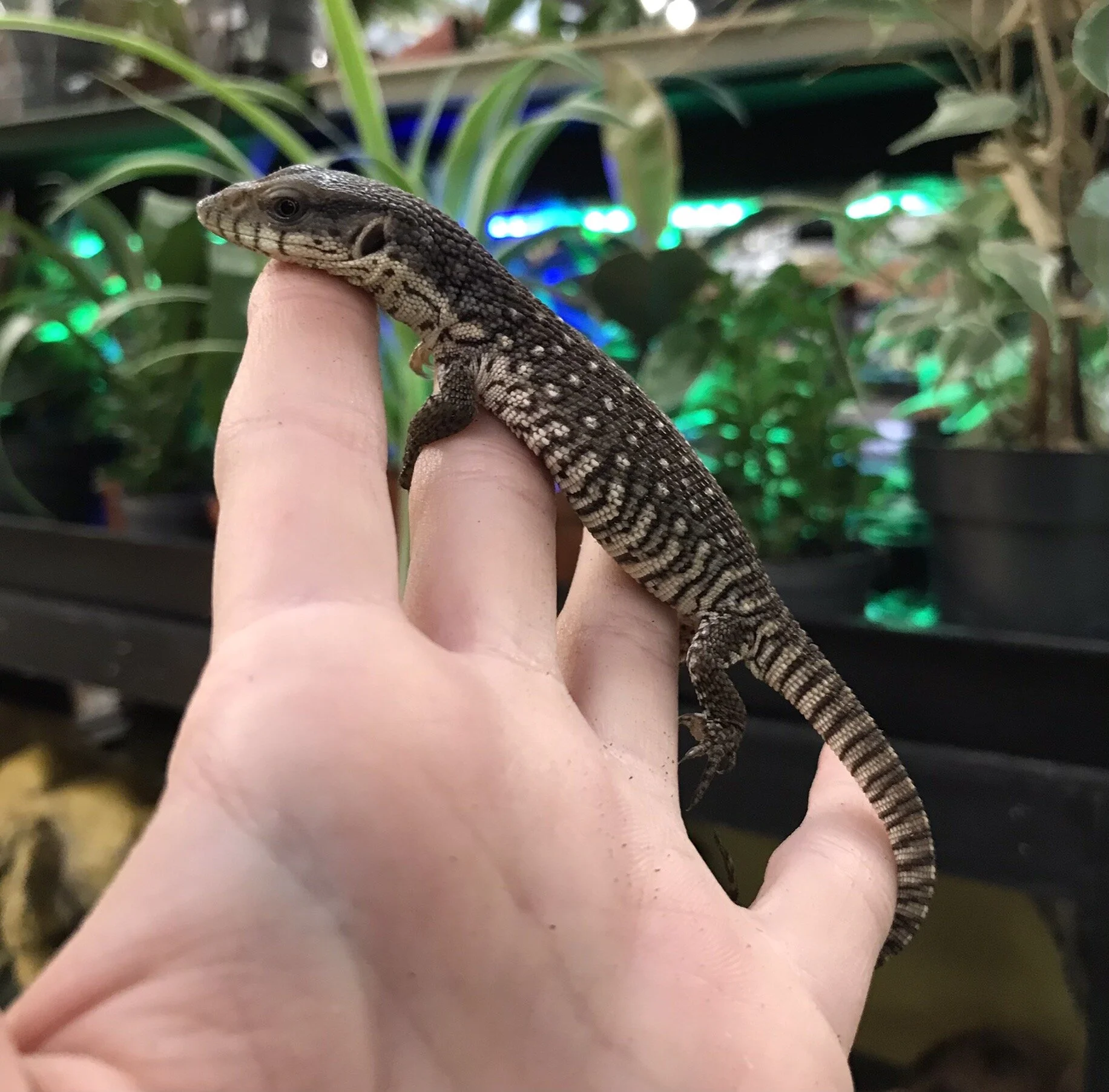 Monitor Lizard For Sale - Juvenile Female True Red Ackie