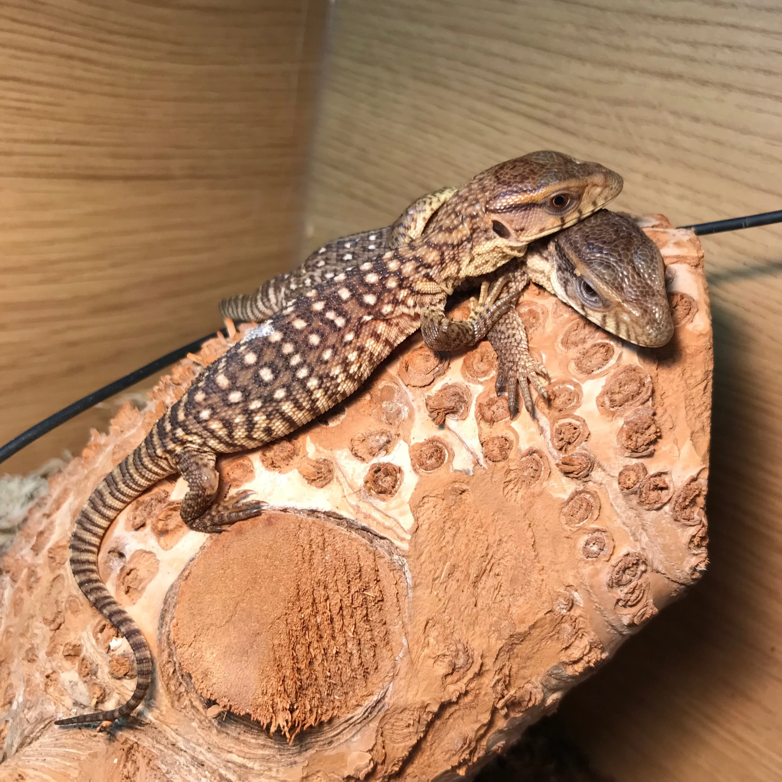 Monitor Lizard For Sale - Juvenile Female True Red Ackie