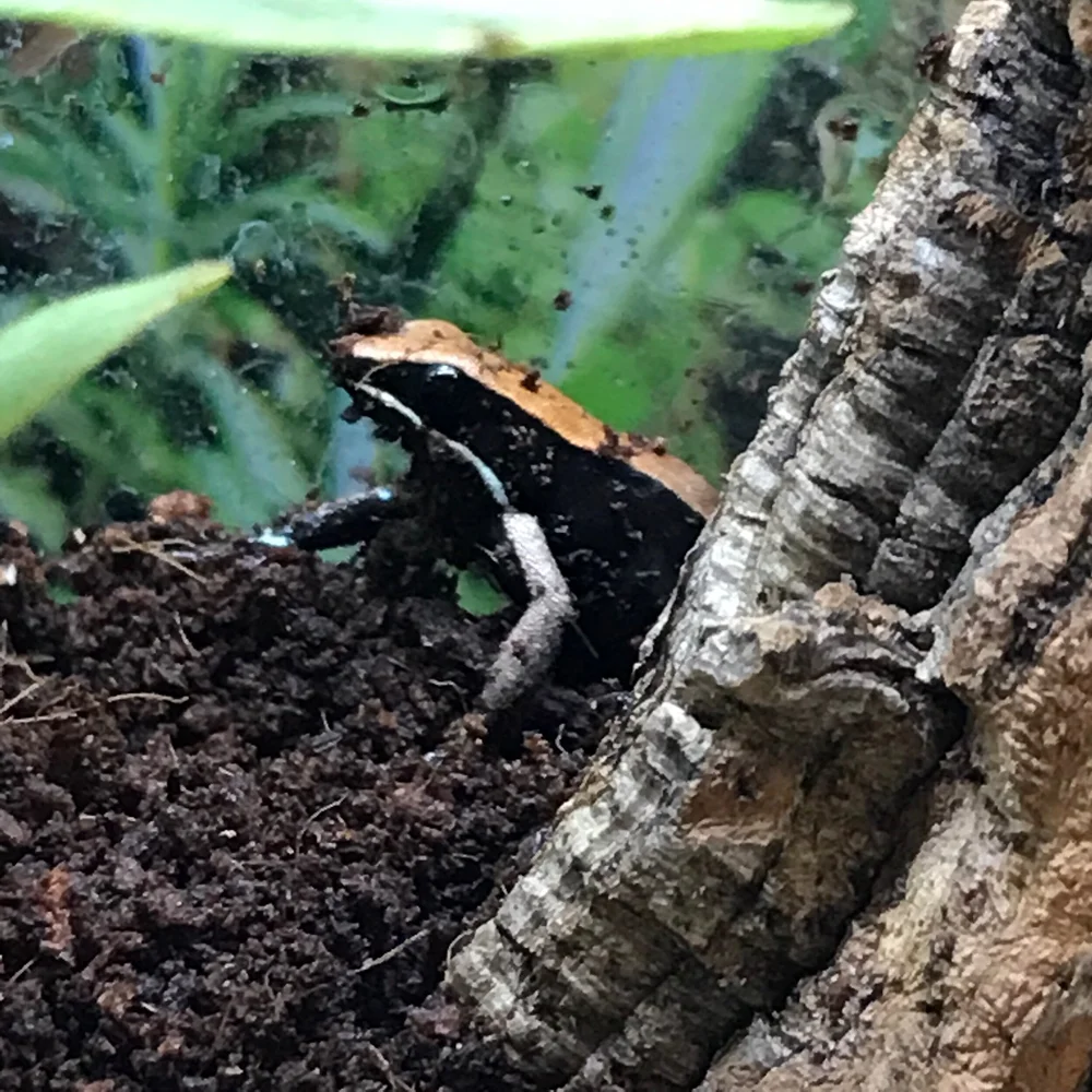 Group of 3 - Bronze Mantella Dart Frog For Sale