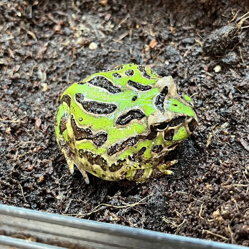 Pacman Frog Care
