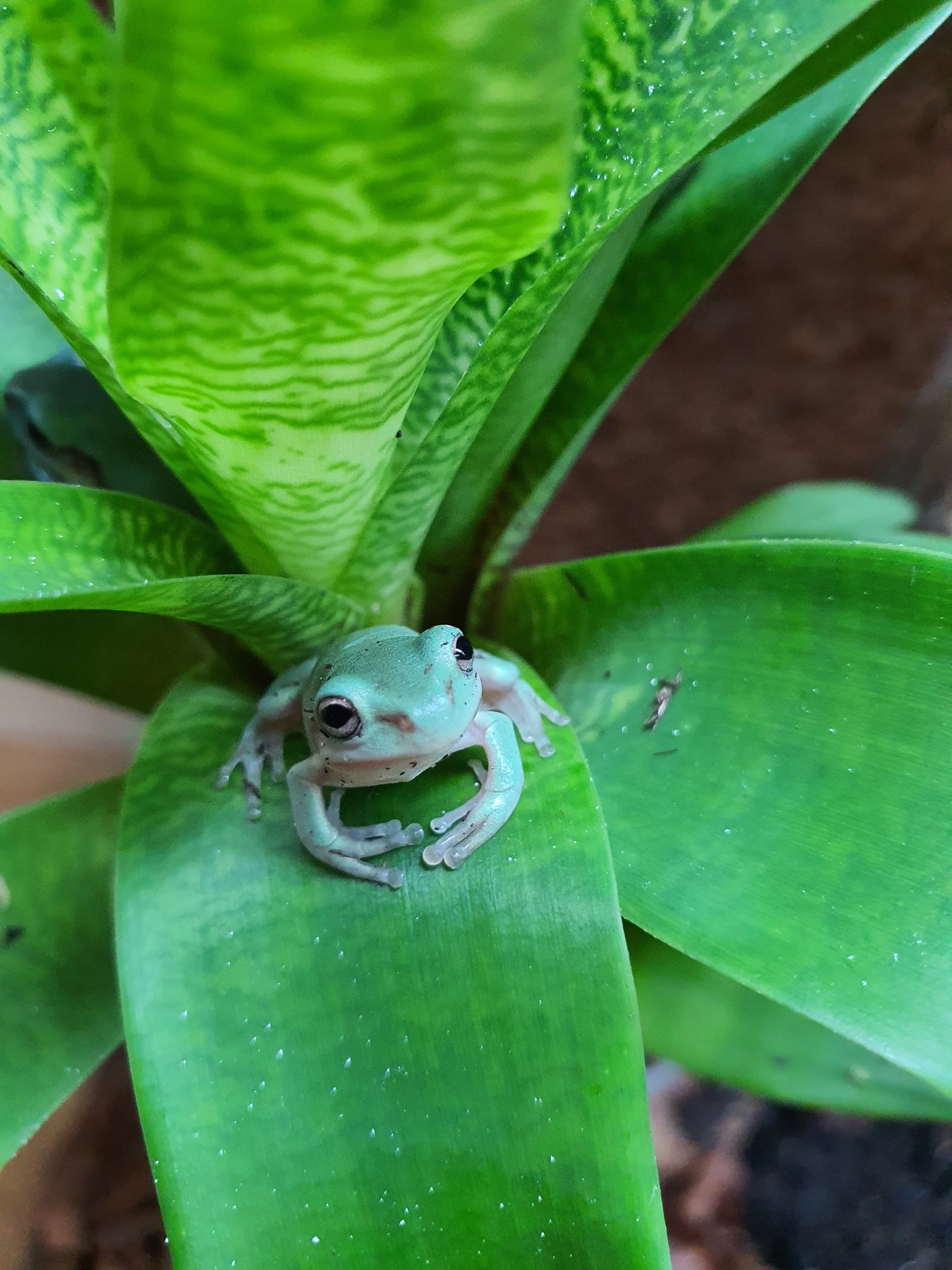 Baby Green Tree Frogs Baby White s Tree Frogs Scales And Tails Of