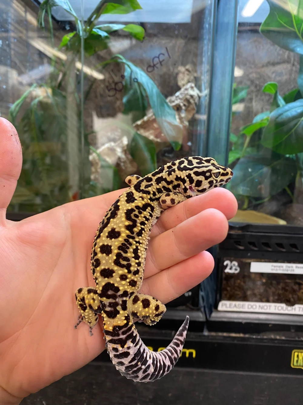 Leopard gecko 2025 food for sale