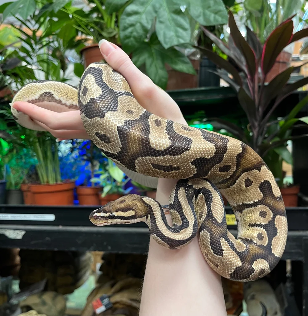 PERFECT BALL PYTHON 【公式通販】