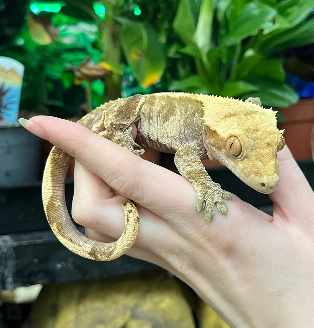 Cuddly Crested Gecko For Sale