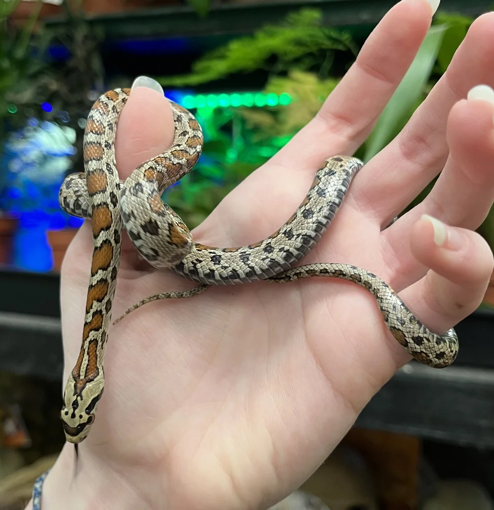Leopard Rat Snake For Sale in Our Shop Female