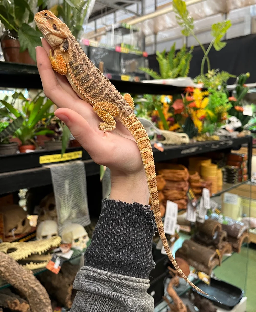 Bearded dragon store near cheap me