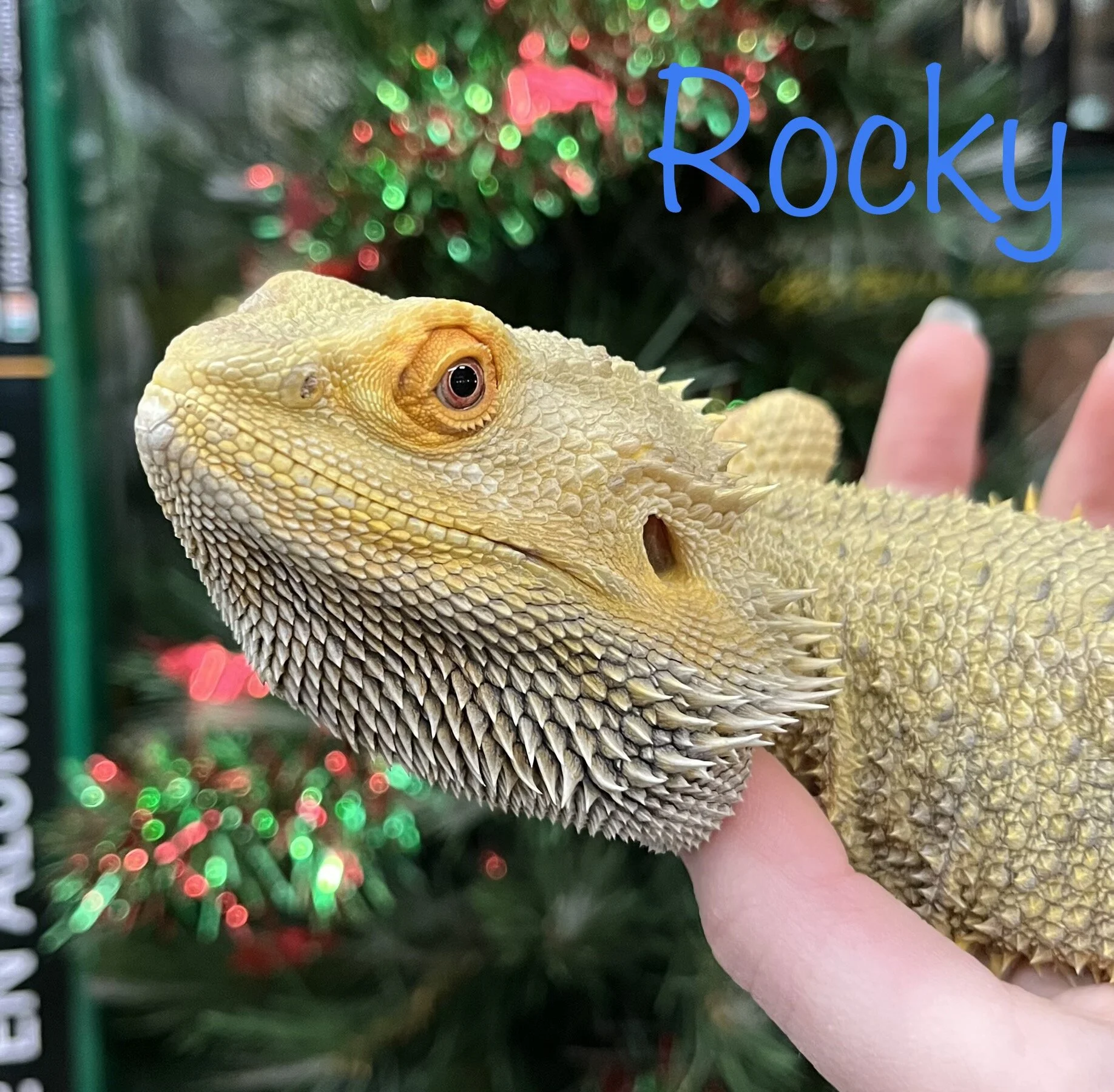Stitch The Bearded Dragon For Rehoming