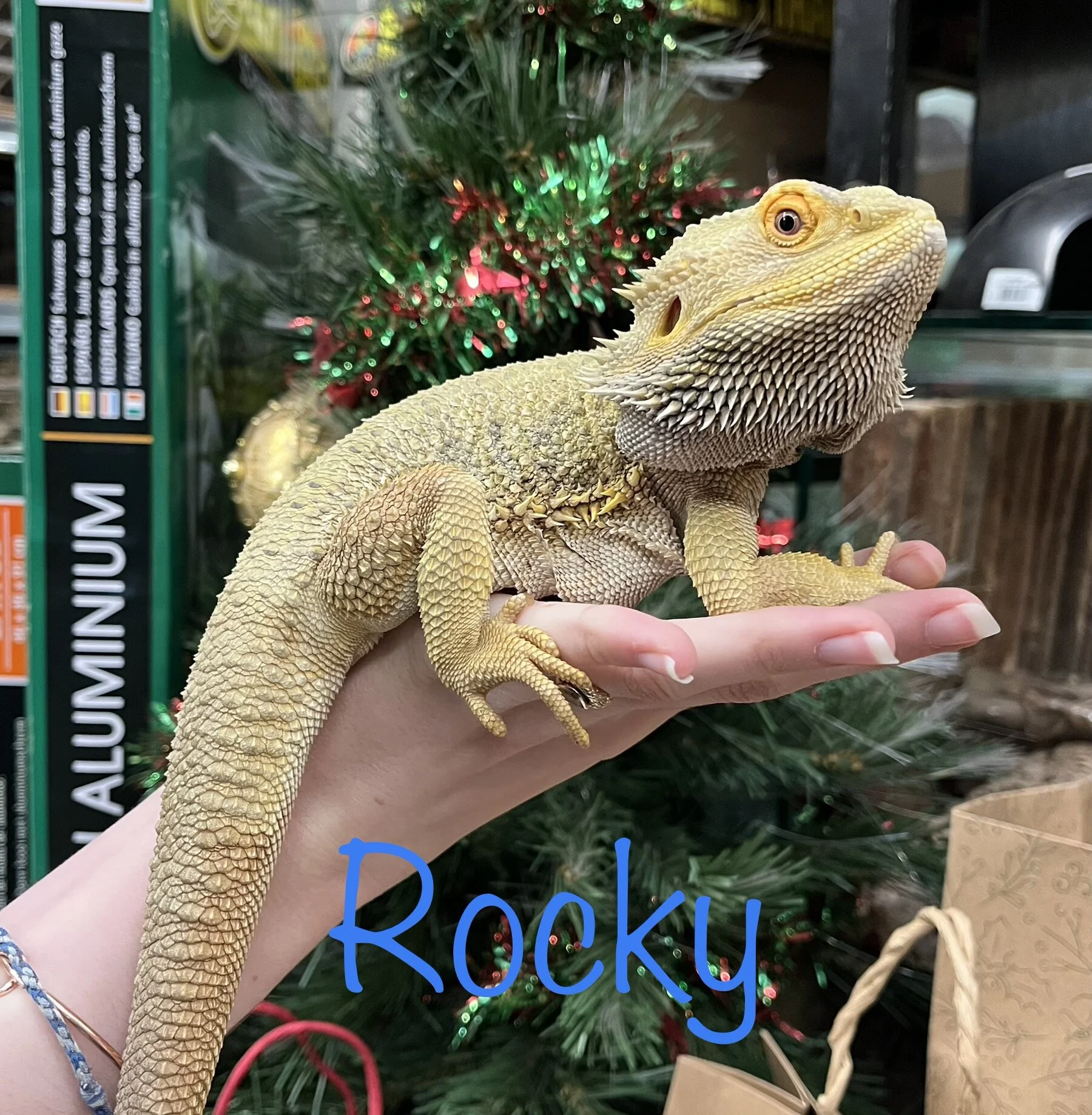Stitch The Bearded Dragon For Rehoming