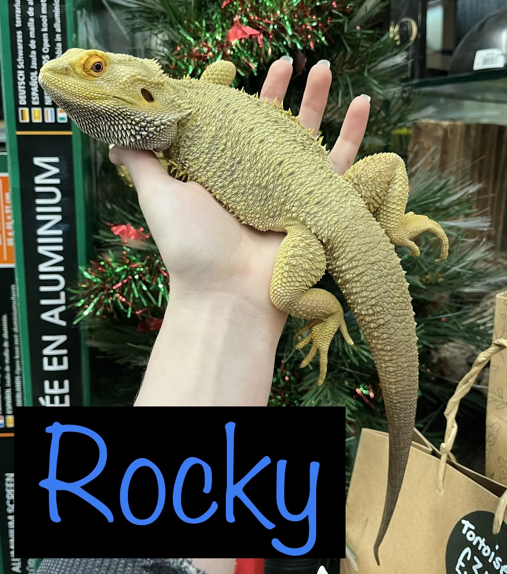 Stitch The Bearded Dragon For Rehoming