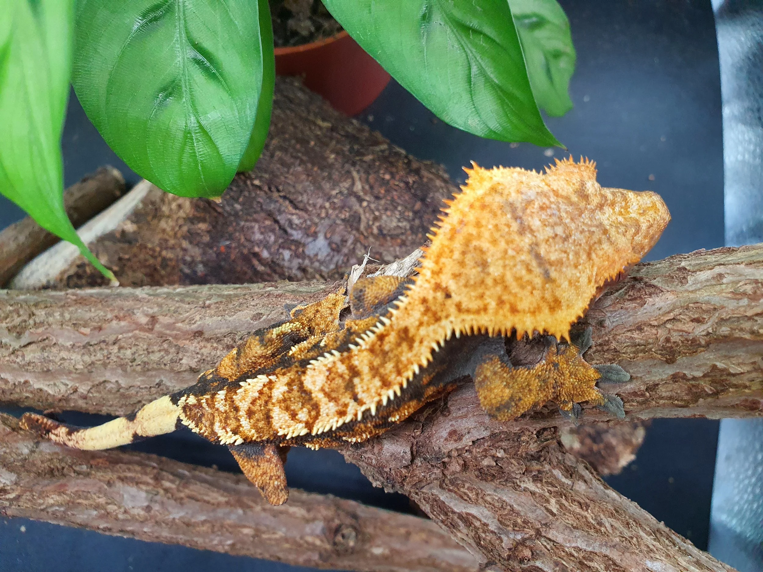 Dark-Based Tiger (Patternless) Crested Gecko For Sale