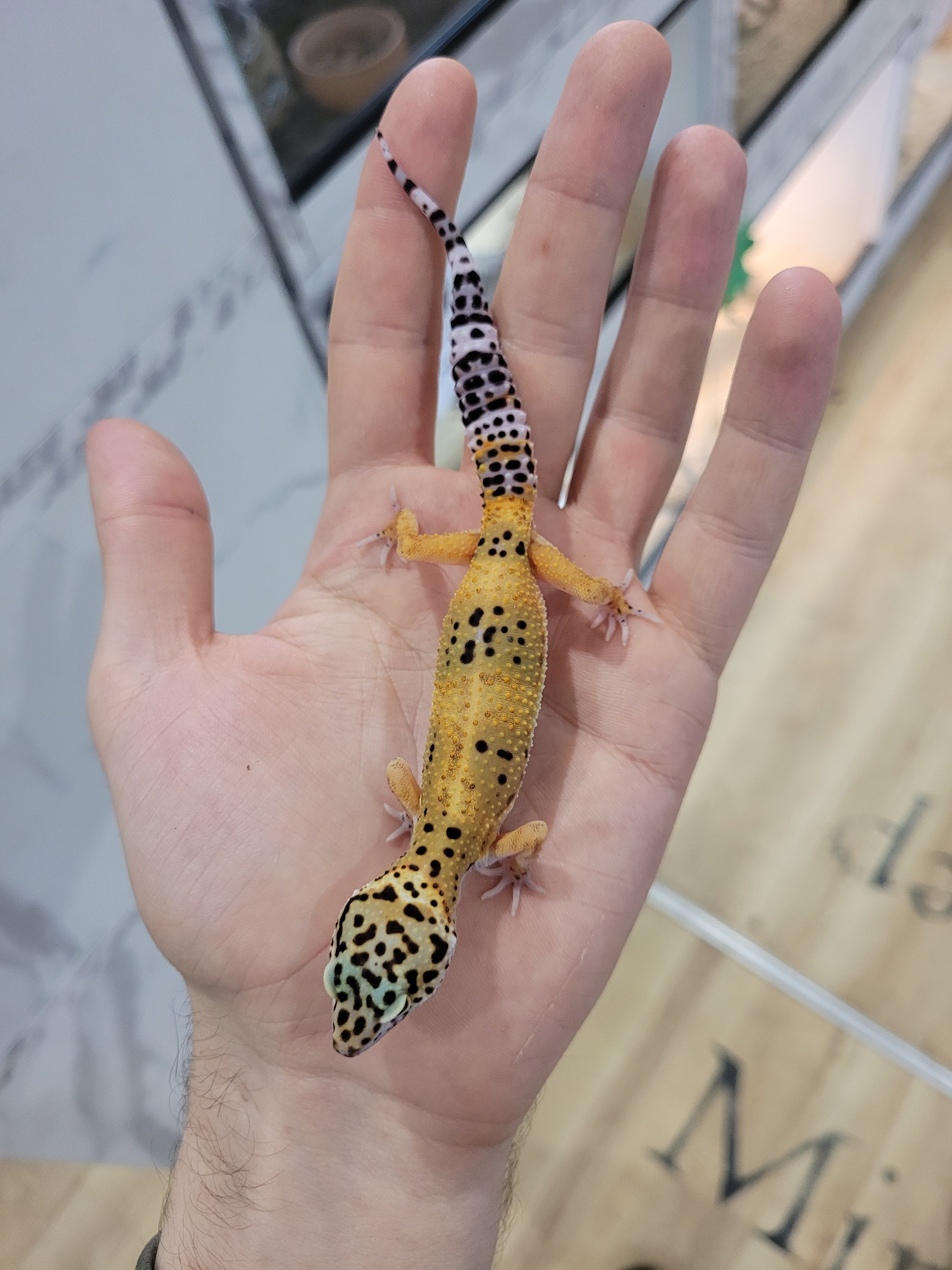 Why Are Black Night Leopard Geckos So Expensive Black Night Leopard Gecko For Sale - Super Snow