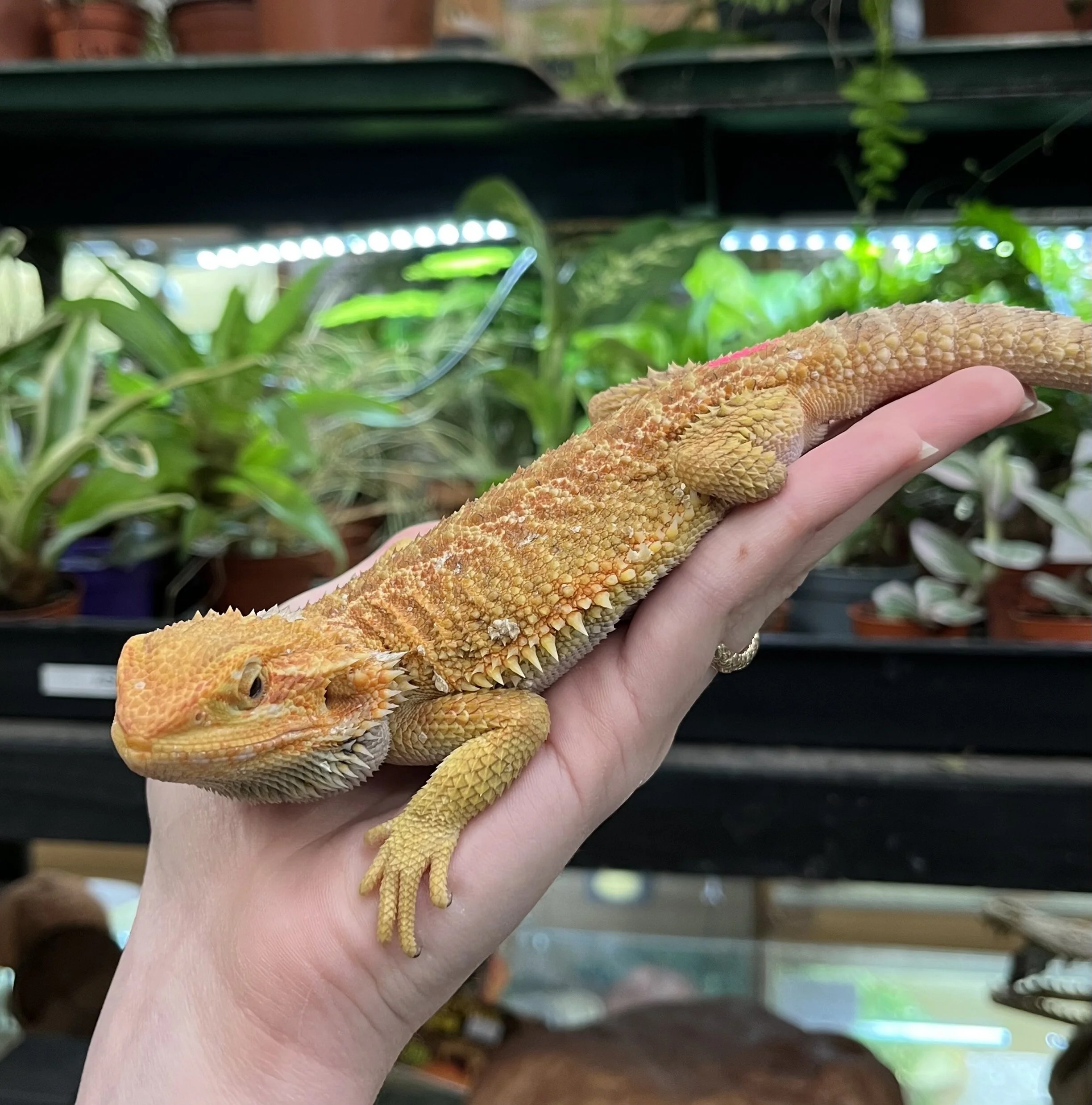 Male Vitikins Dragon For Sale (Rankins x Bearded Dragon)