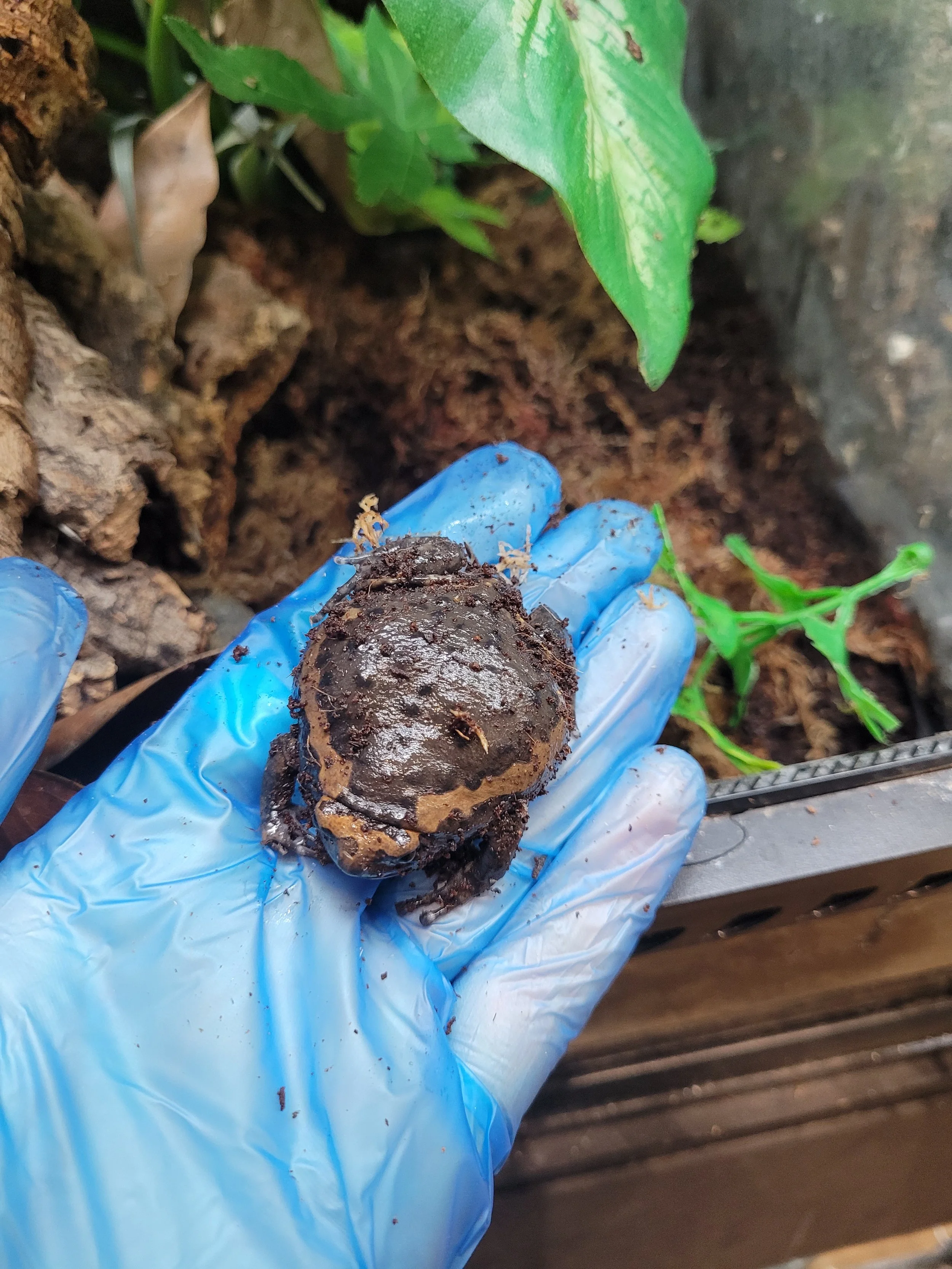 Giant African Bullfrog For Sale